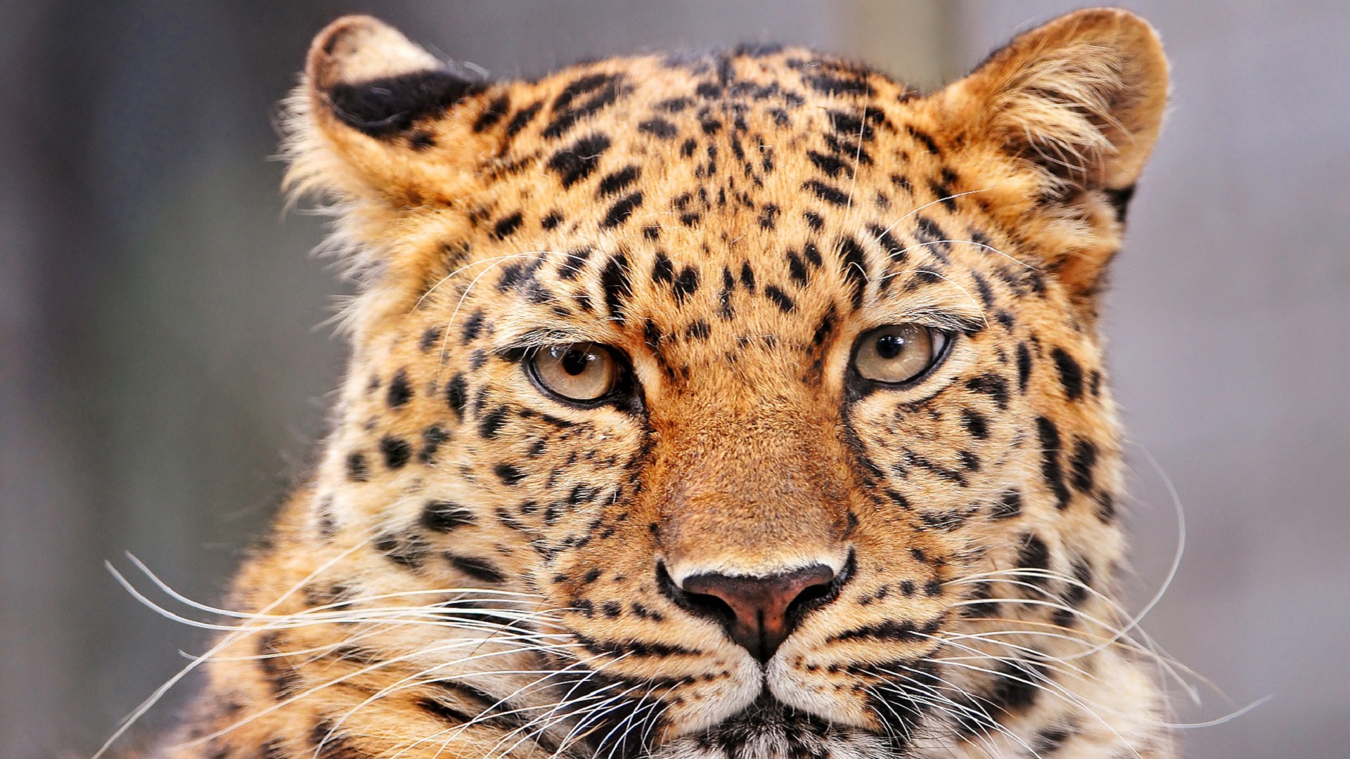 Wild leopard photo