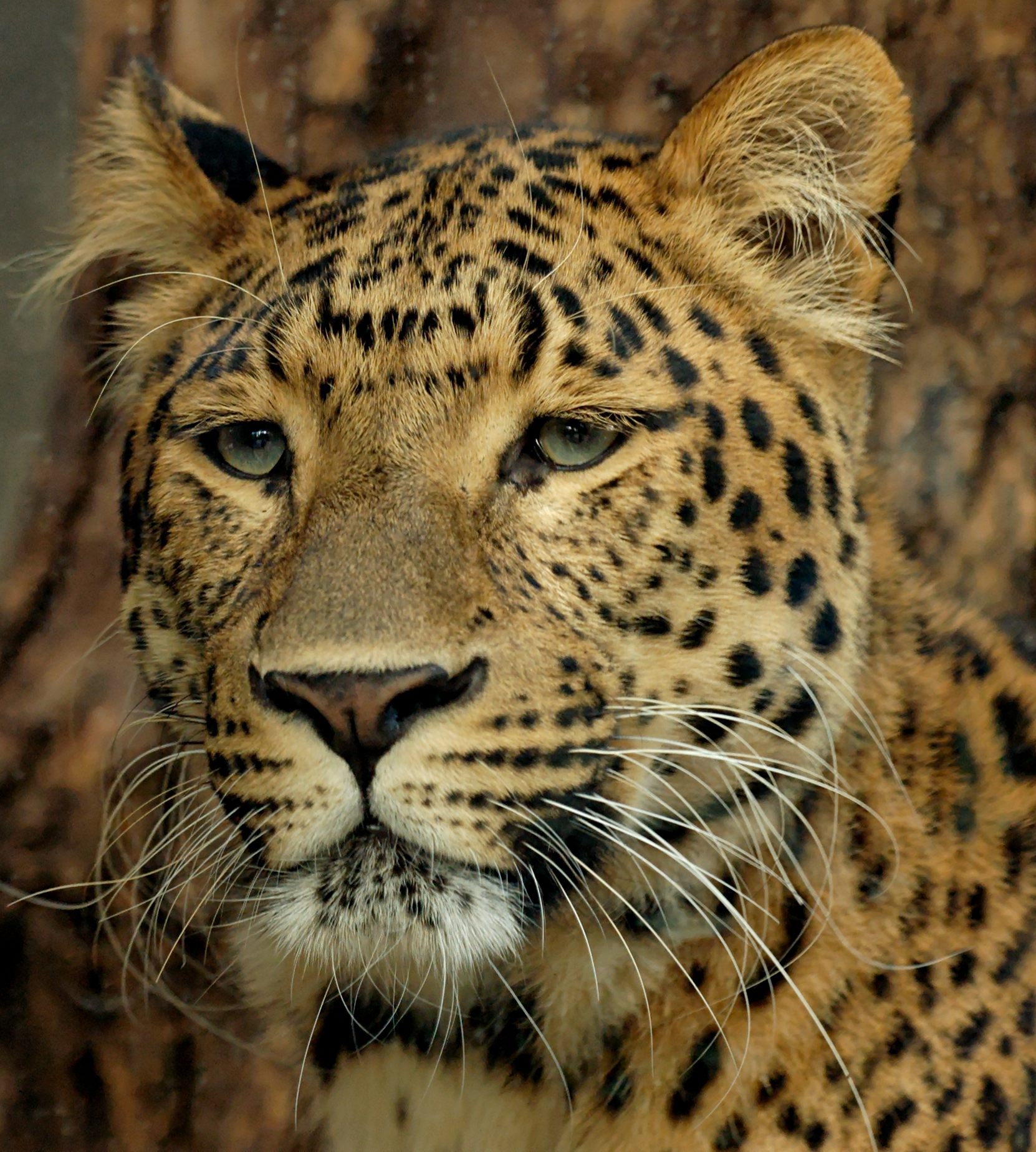 Wild leopards of Beijing by Michael Rank