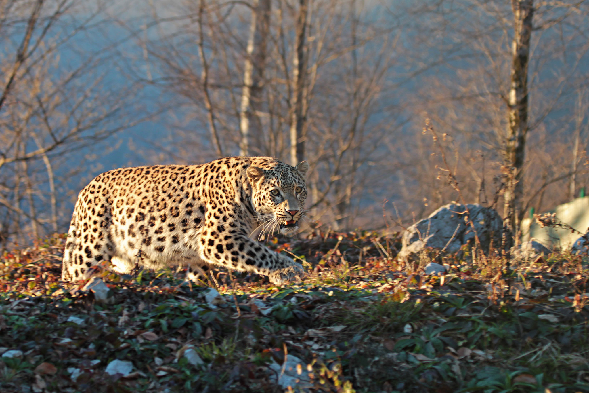 Rare Persian Leopards Released Into Wild Near Olympic Town