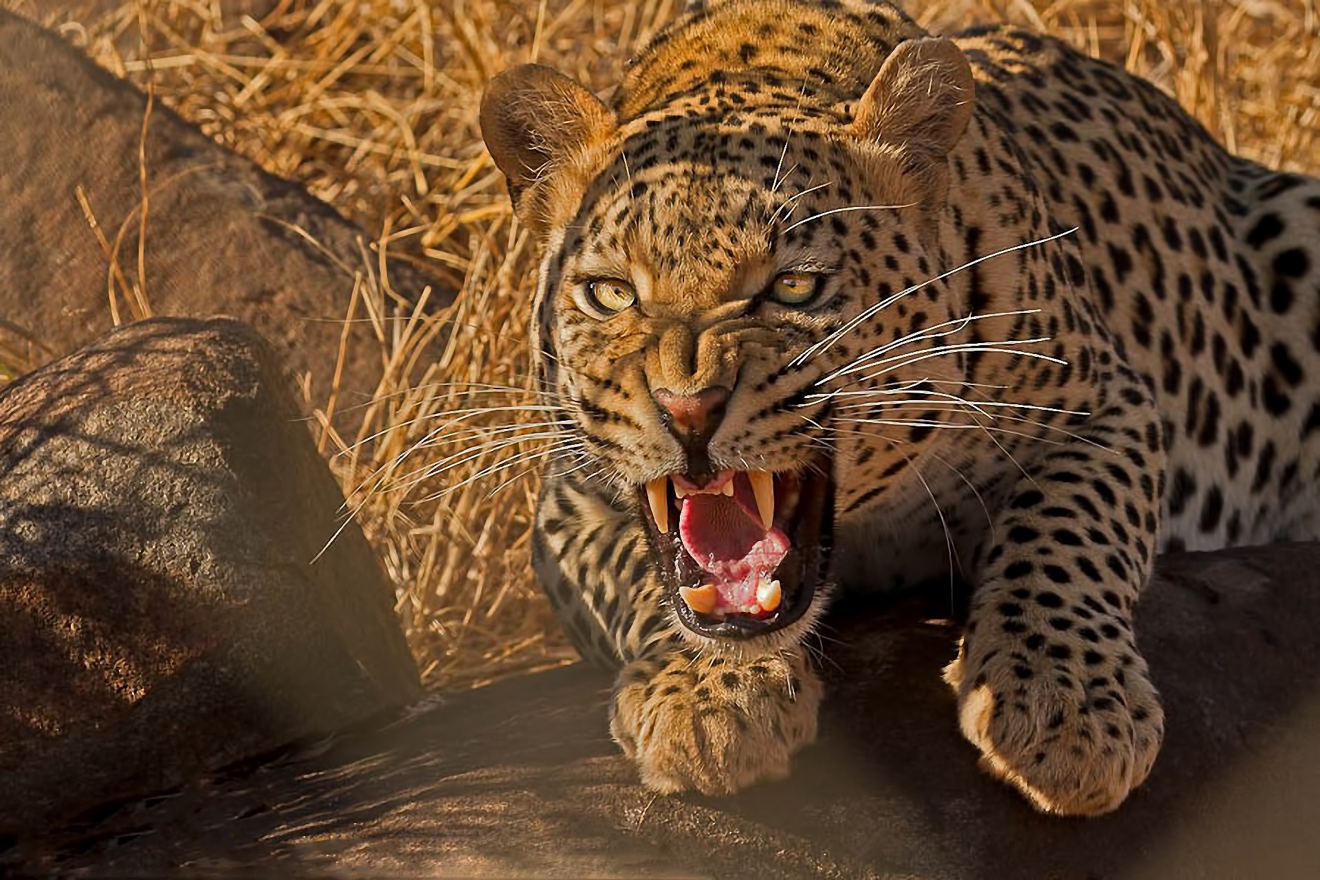 Cats: Predator Cat Teeth Wild Leopard Hd Photo Cats for HD 16:9 High ...
