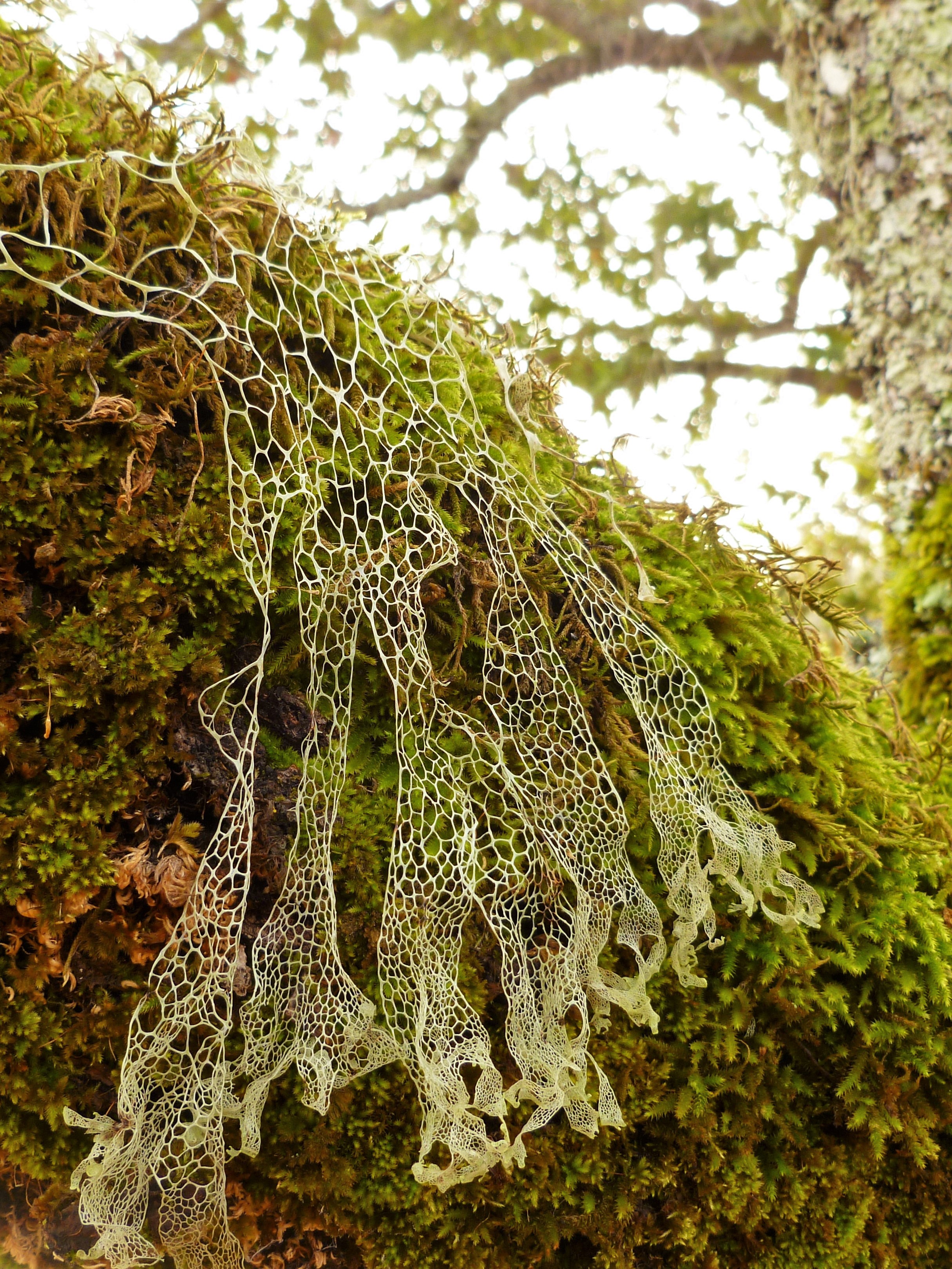 WILD NAPA ~ Lichens ~ Oct 12 – Napa County RCD