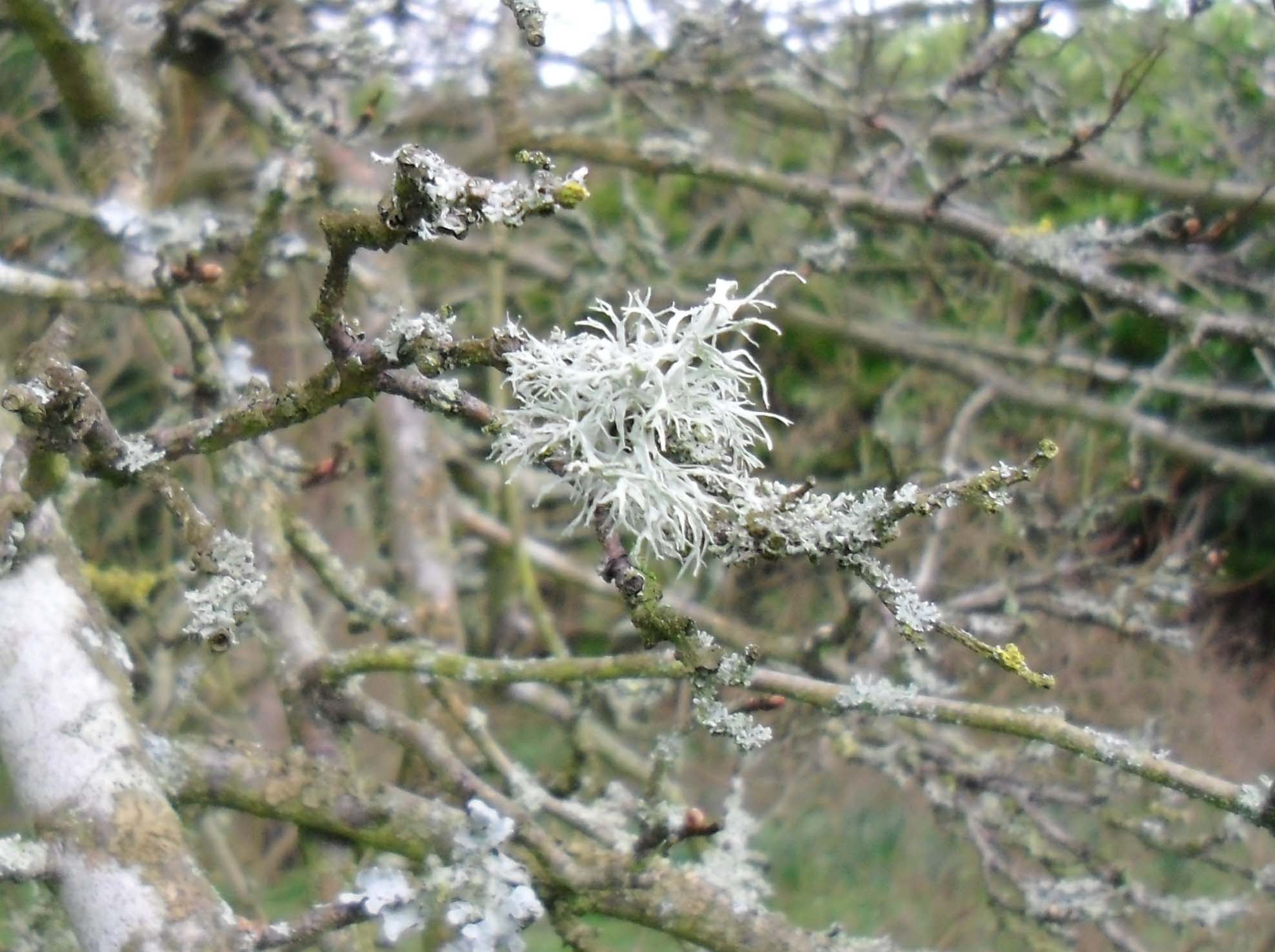Wild Food : Ramalina farinacea - a lichen - YouTube