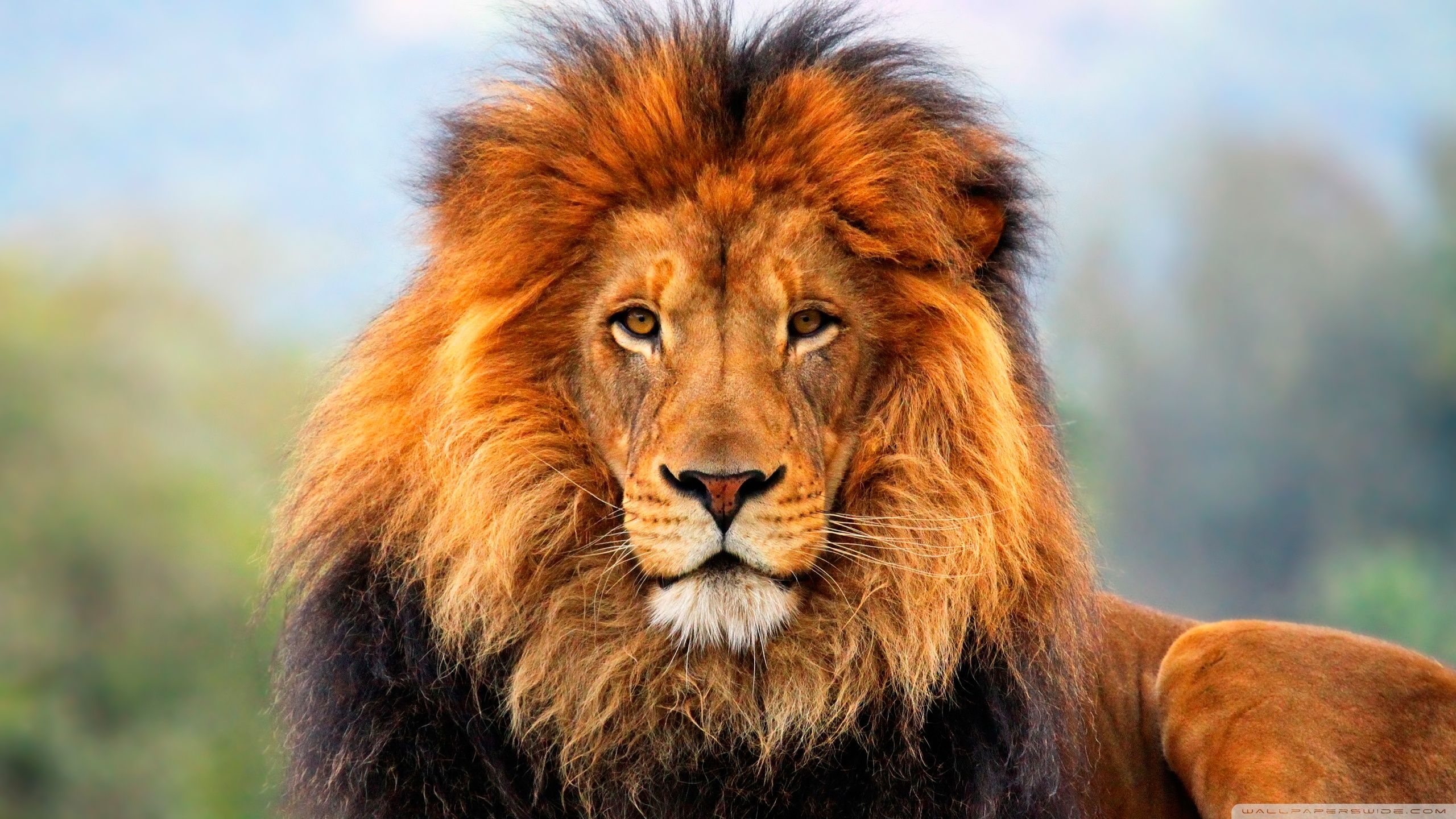Beautiful Wild Animals | ... Version : Download beautiful wild lion ...