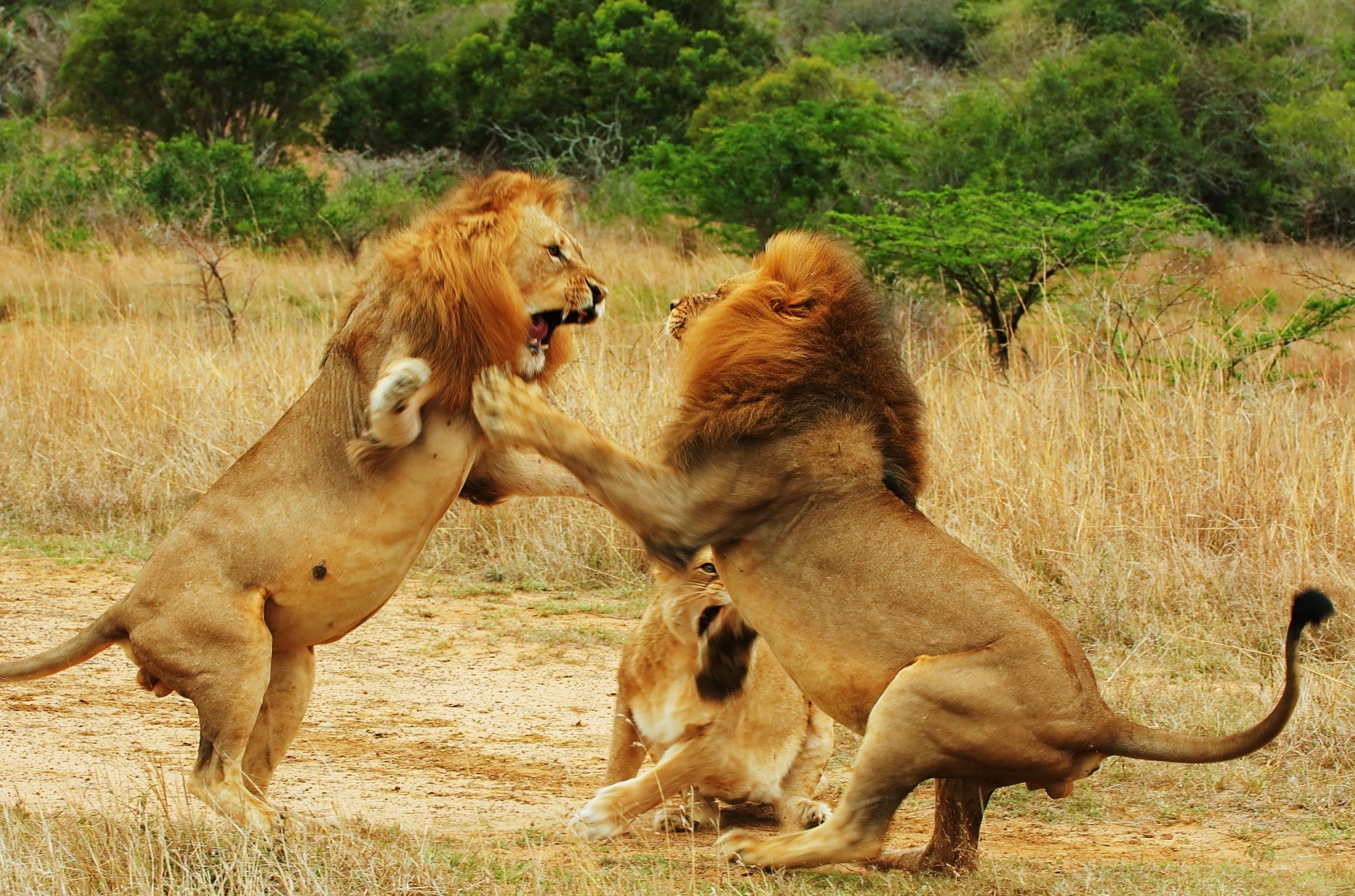 Lion vs Lion, Wild Animal Fights, Best Wild Animal Attacks - YouTube