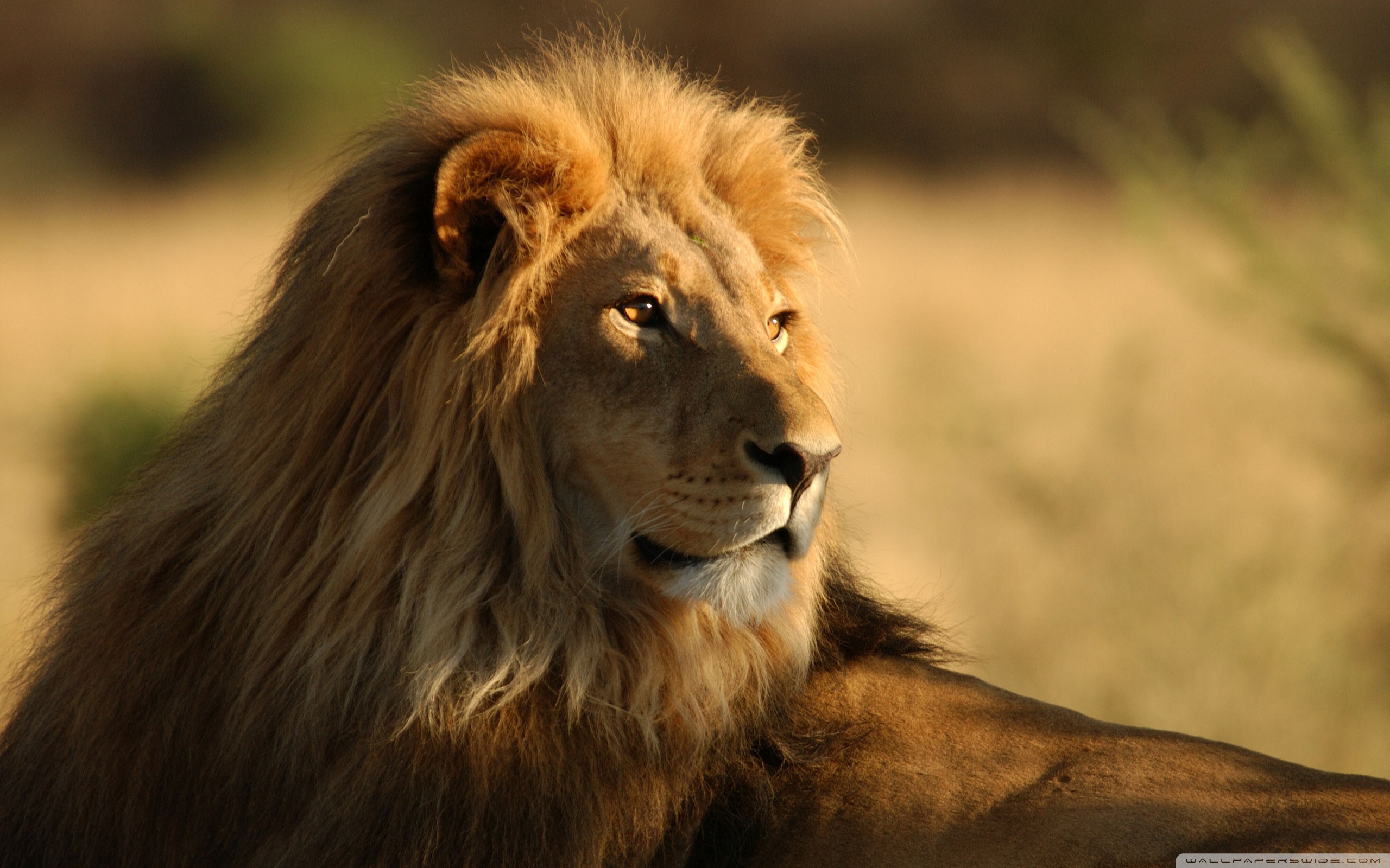 Lion In The Wild ❤ 4K HD Desktop Wallpaper for 4K Ultra HD TV ...