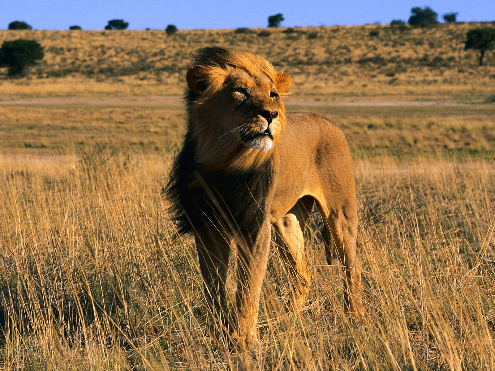 Wild Cats: The Lion – kimcampion.com