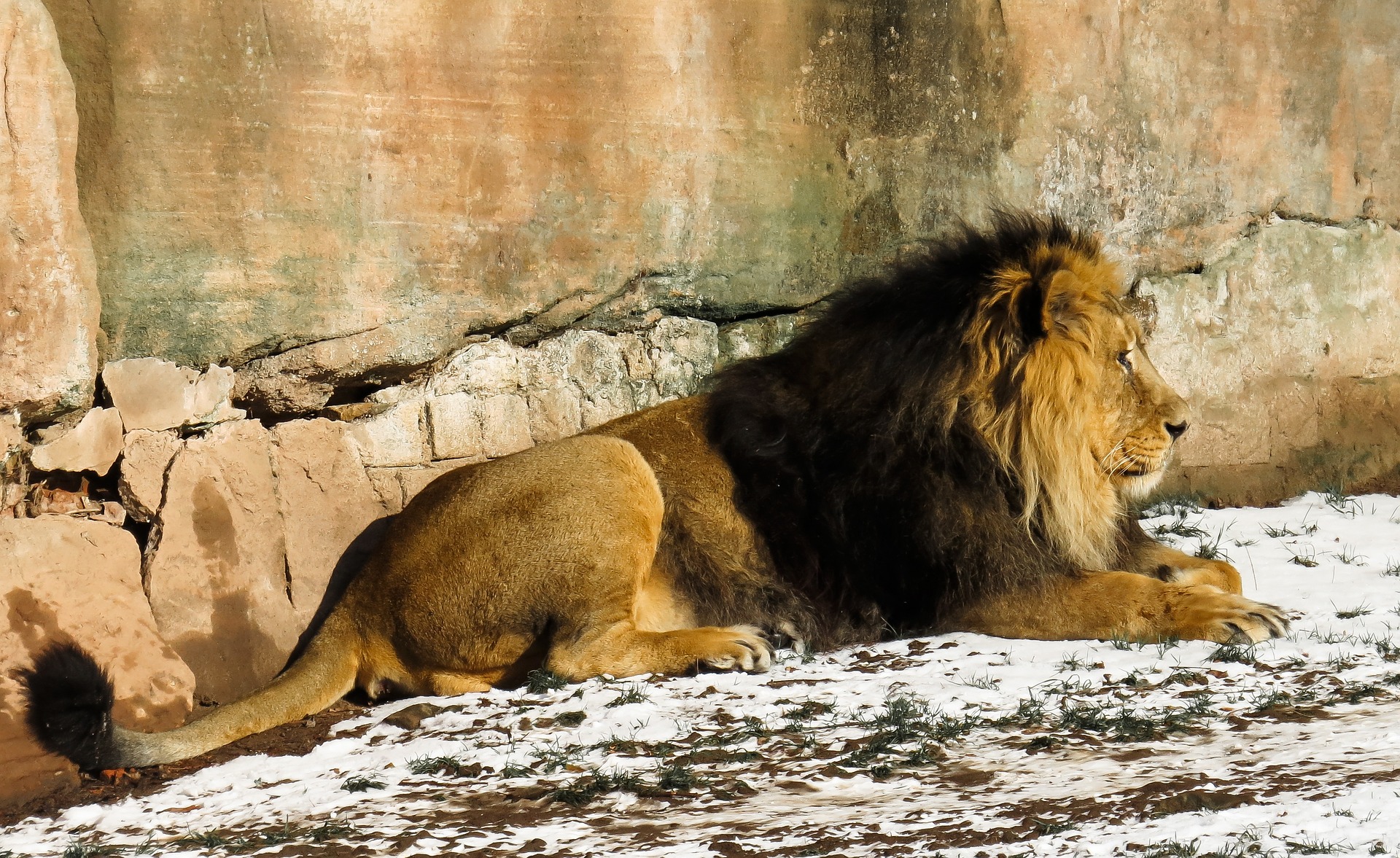 Wild lion photo