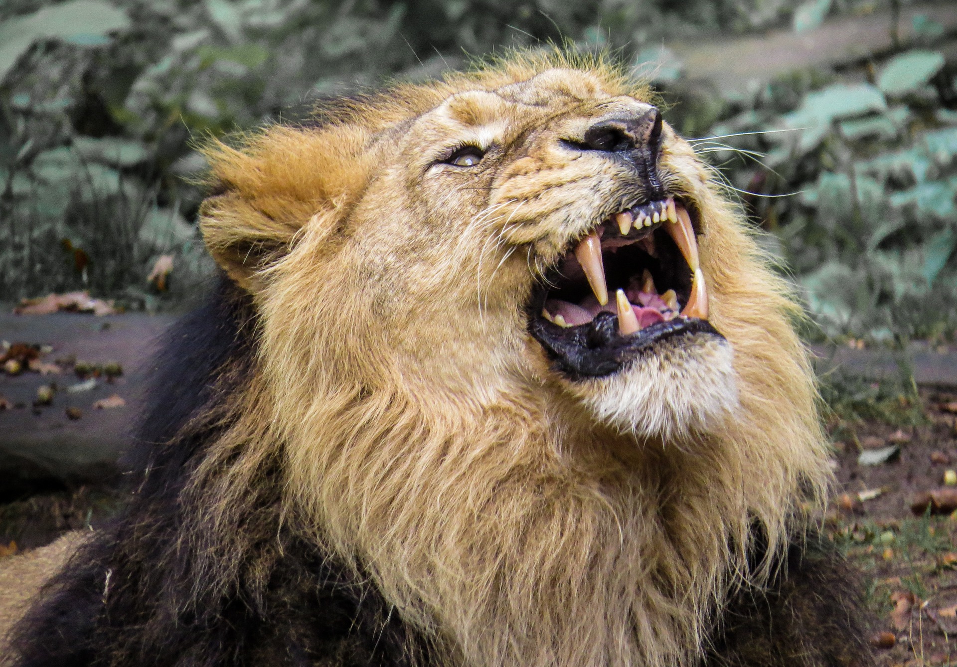 Wild lion photo