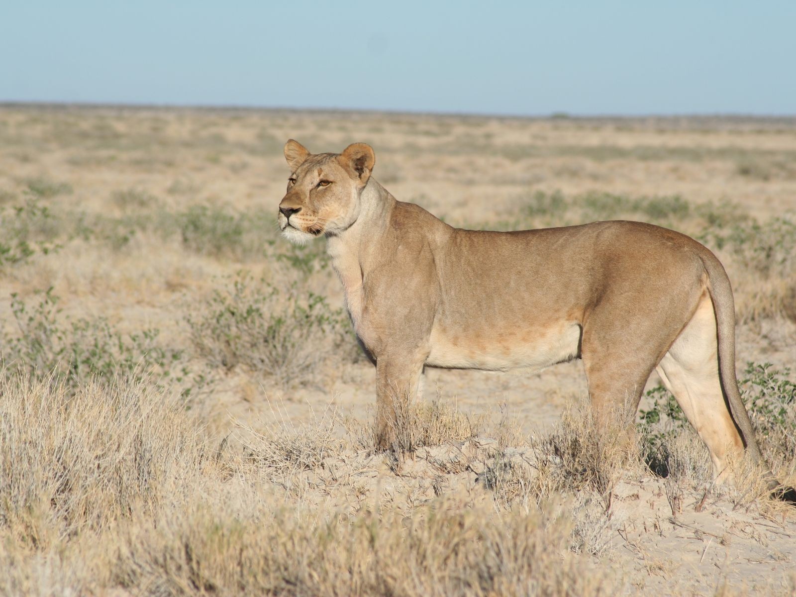 Lioness went on a hunt wallpapers and images - wallpapers, pictures ...