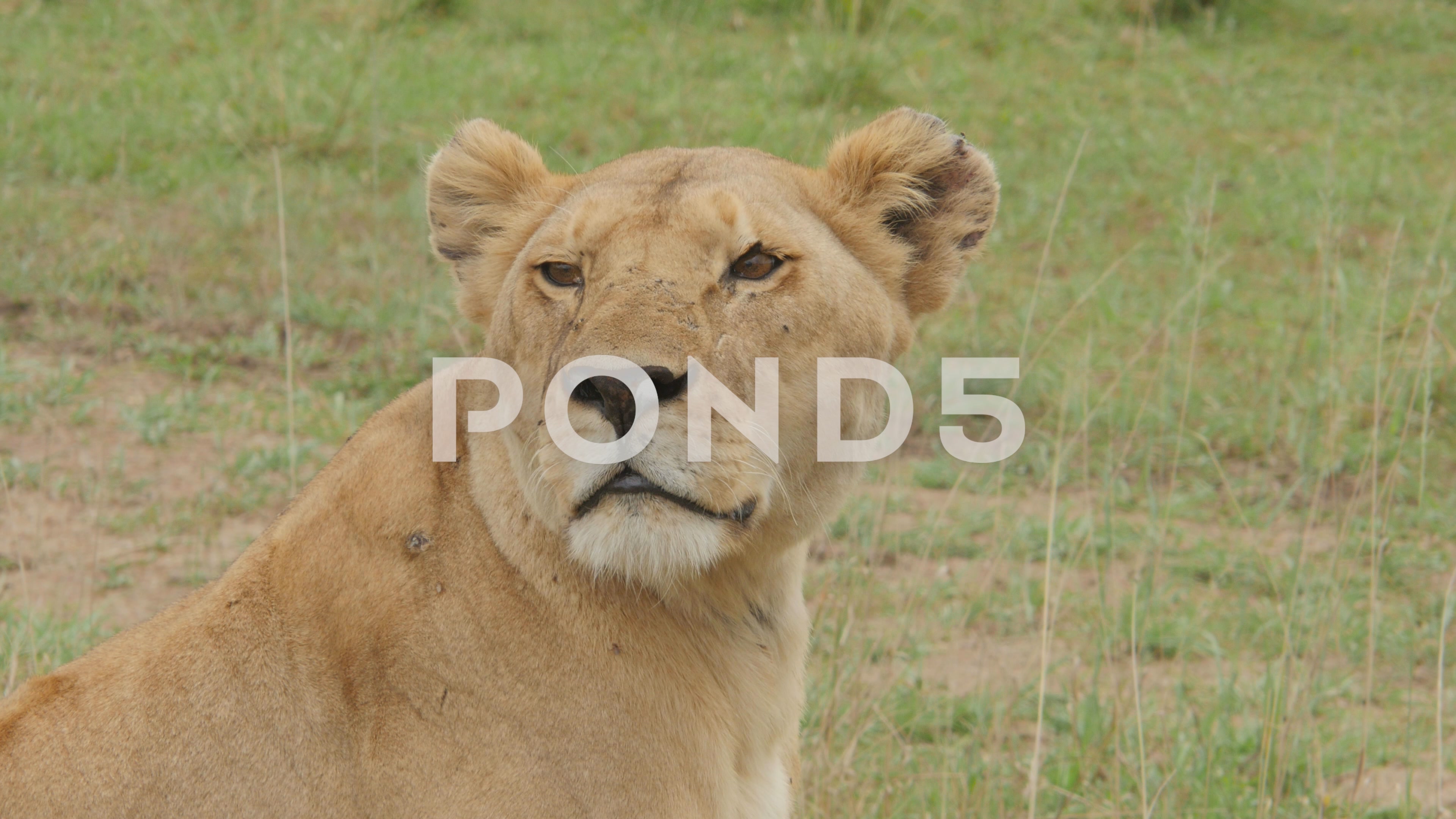 Close up of one large wild lioness in Serengeti Tanzania ~ Footage ...