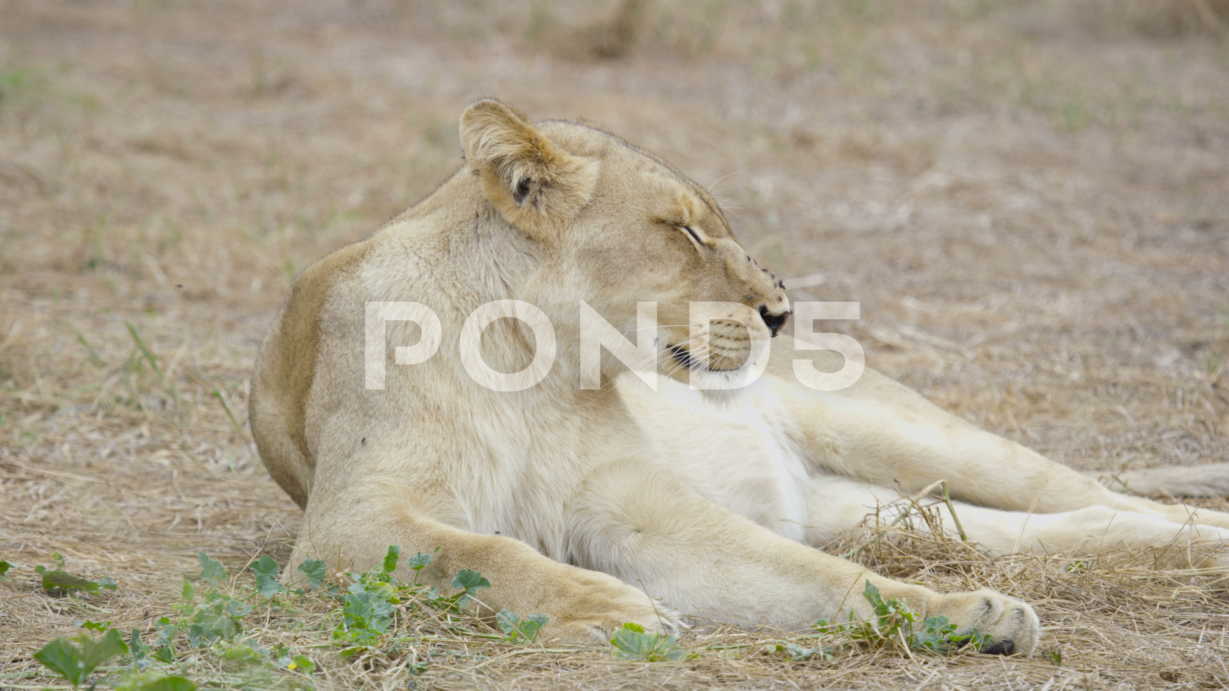 Video: 4K Wild lioness relaxing in natural habitat in Zambia, Africa ...