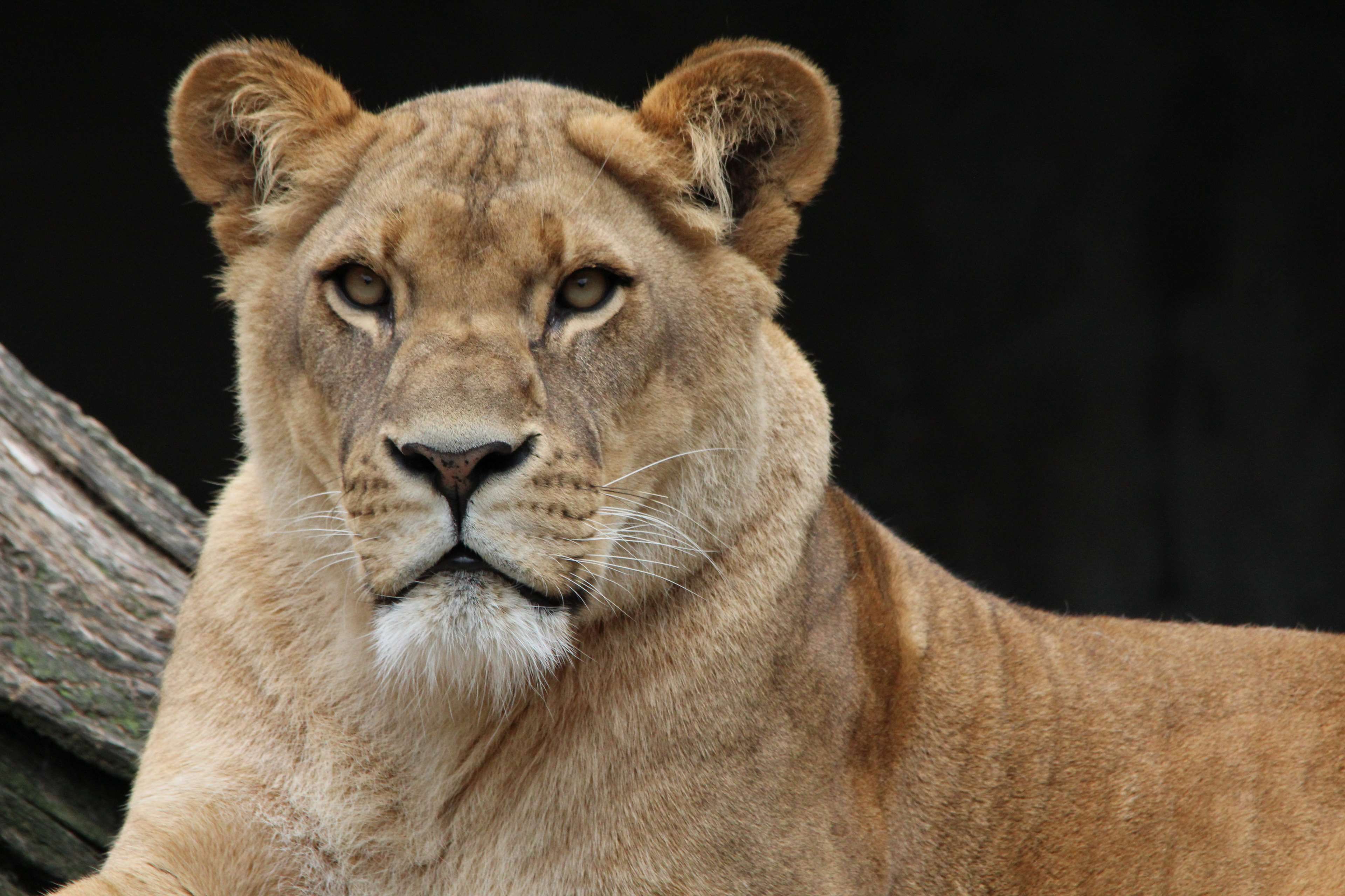 animal #big cat #cat #lion #lioness #nature #portrait #predator ...