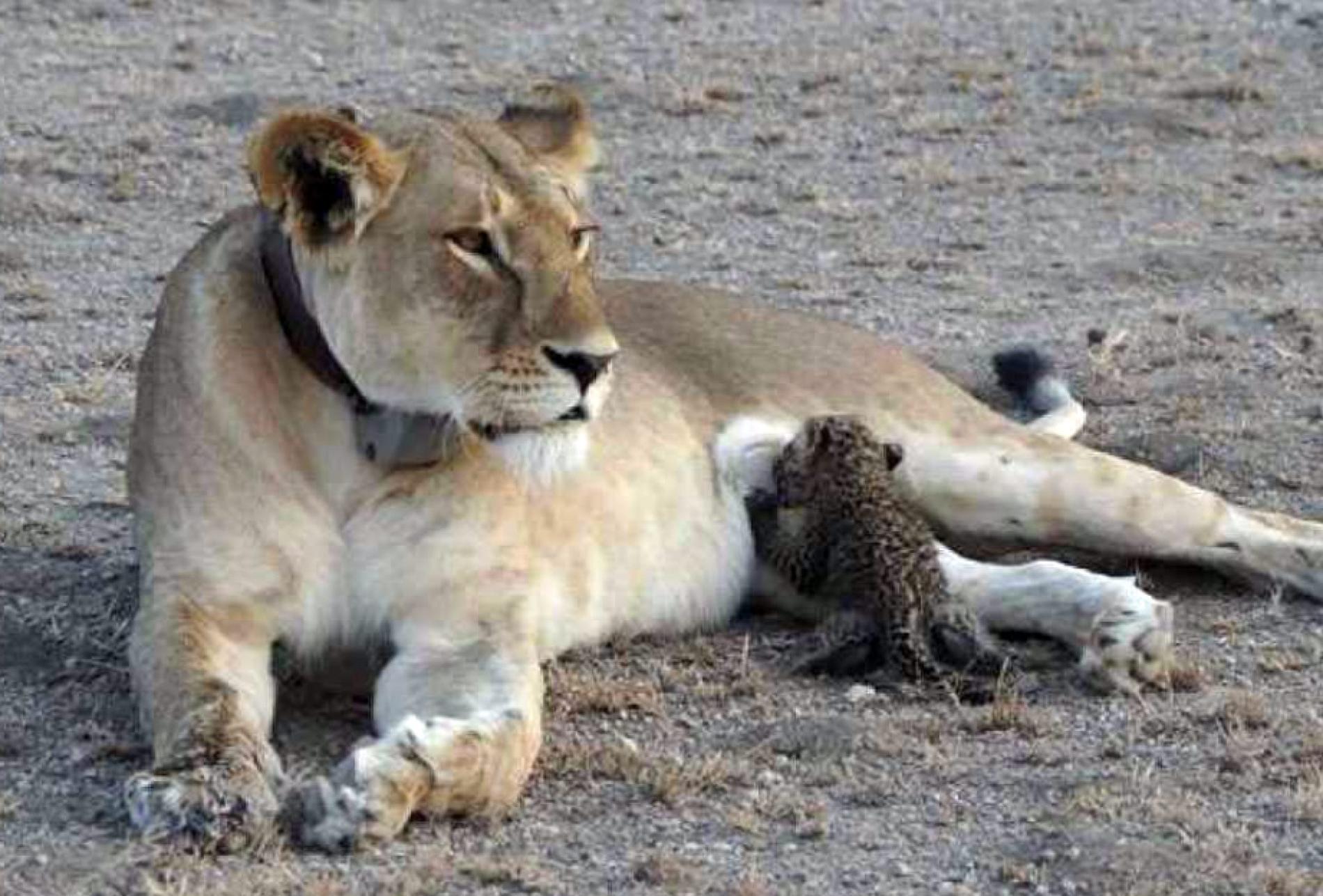 First-Ever Photos Show Wild Lion Nursing Leopard Cub