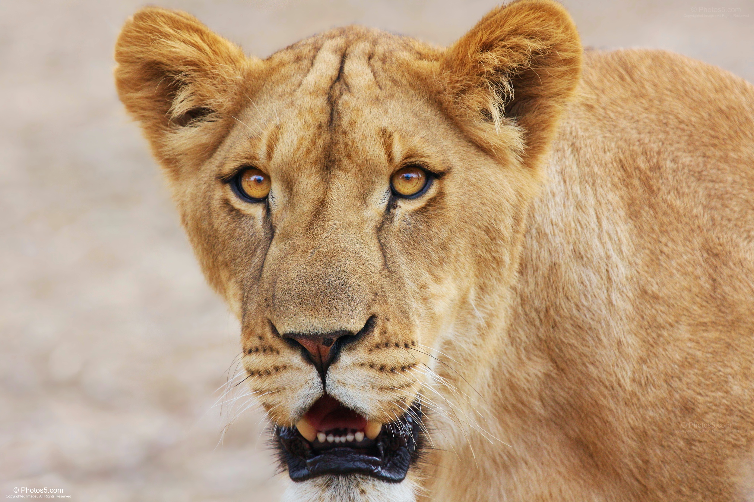 Portrait of Wild Lioness – Photos5.com
