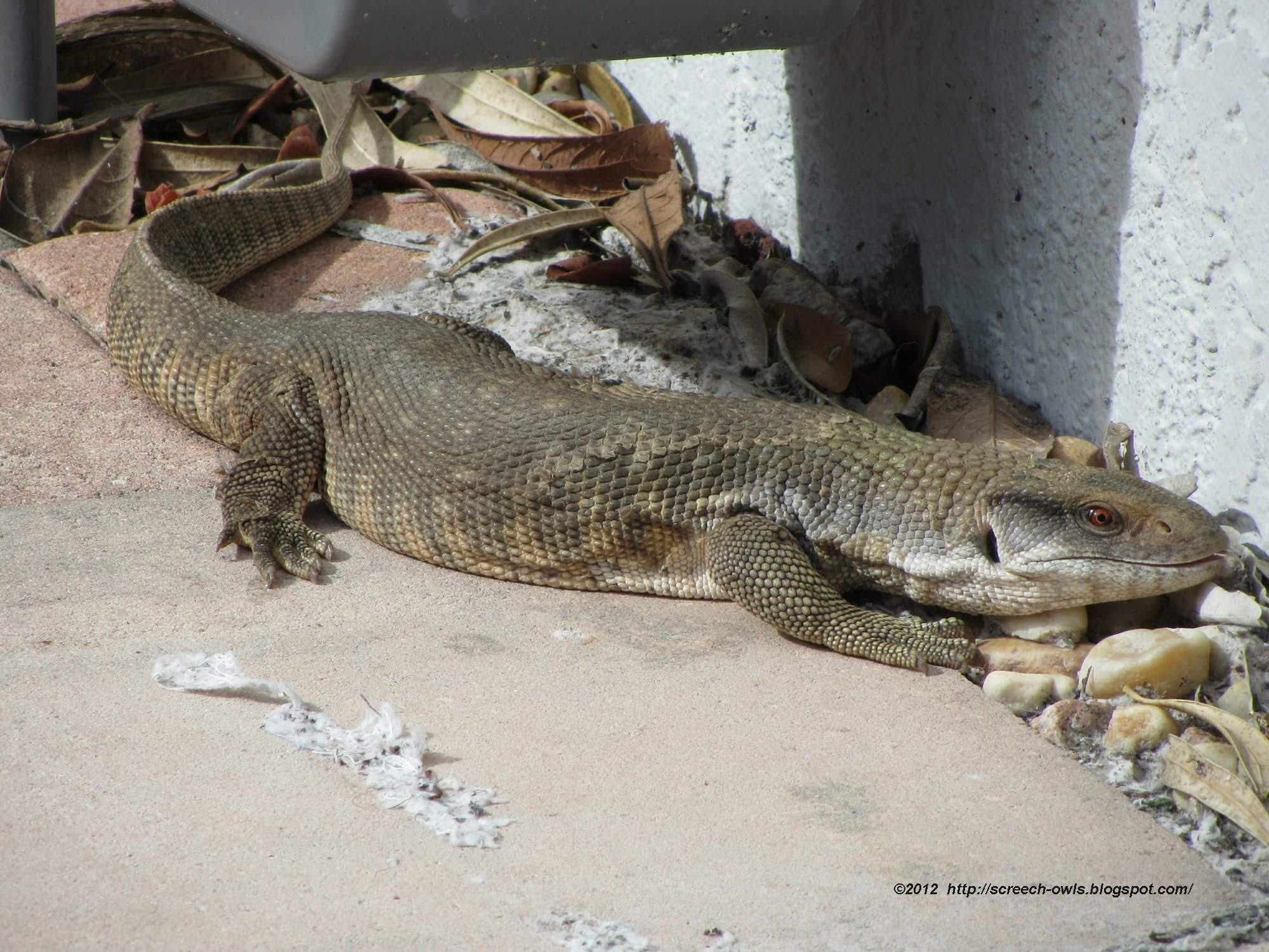 Large Wild Monitor Lizard in Florida Backyard - YouTube