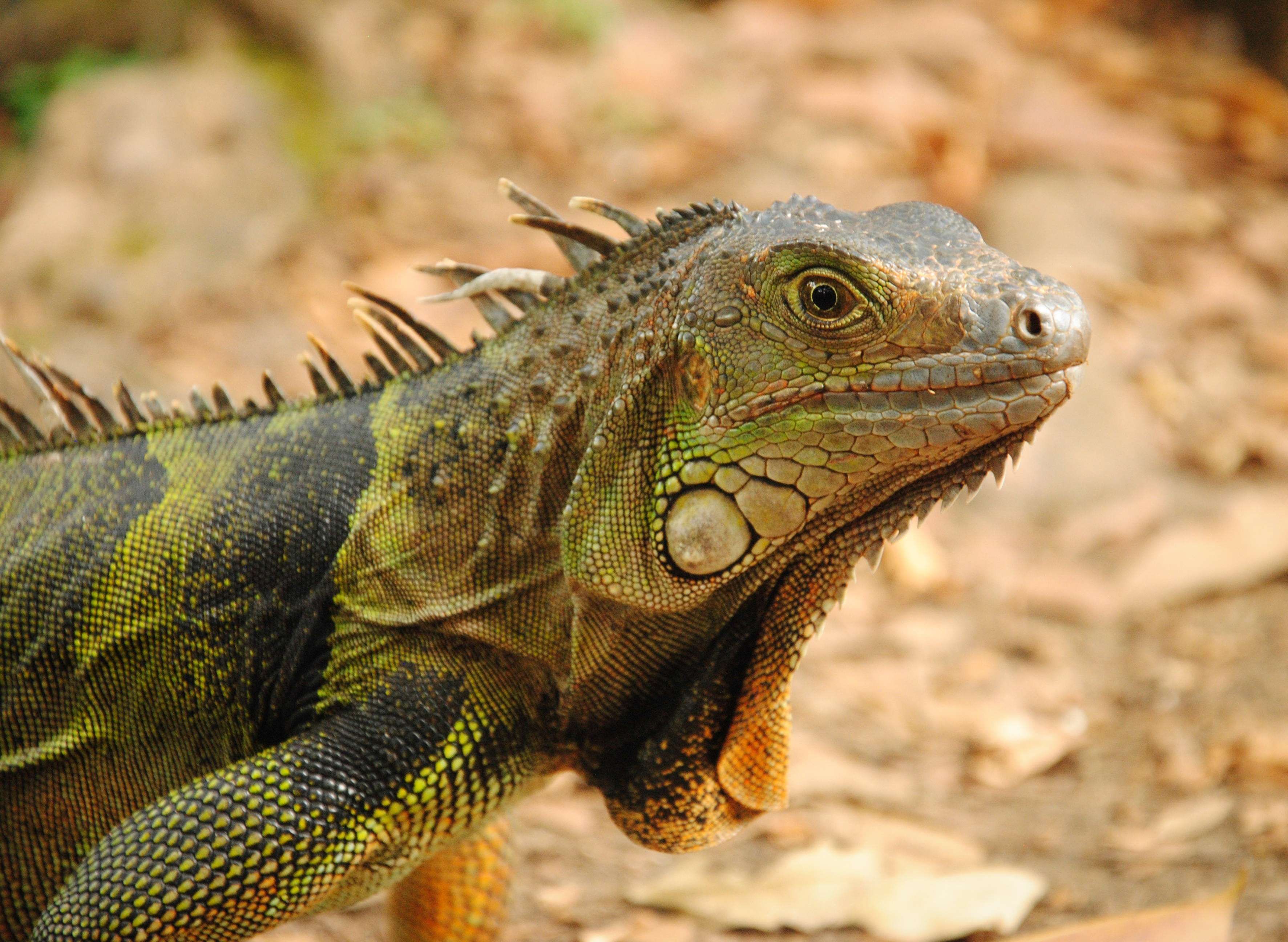 animal #dragon #green #iguana #lizard #portrait #reptile #wild ...