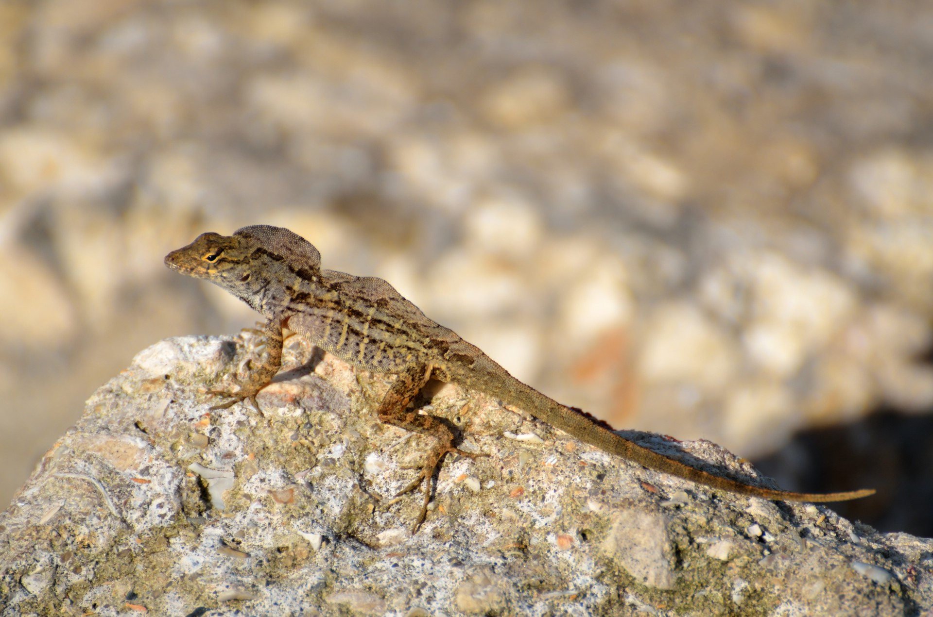 Lizard In The Wild Free Stock Photo - Public Domain Pictures