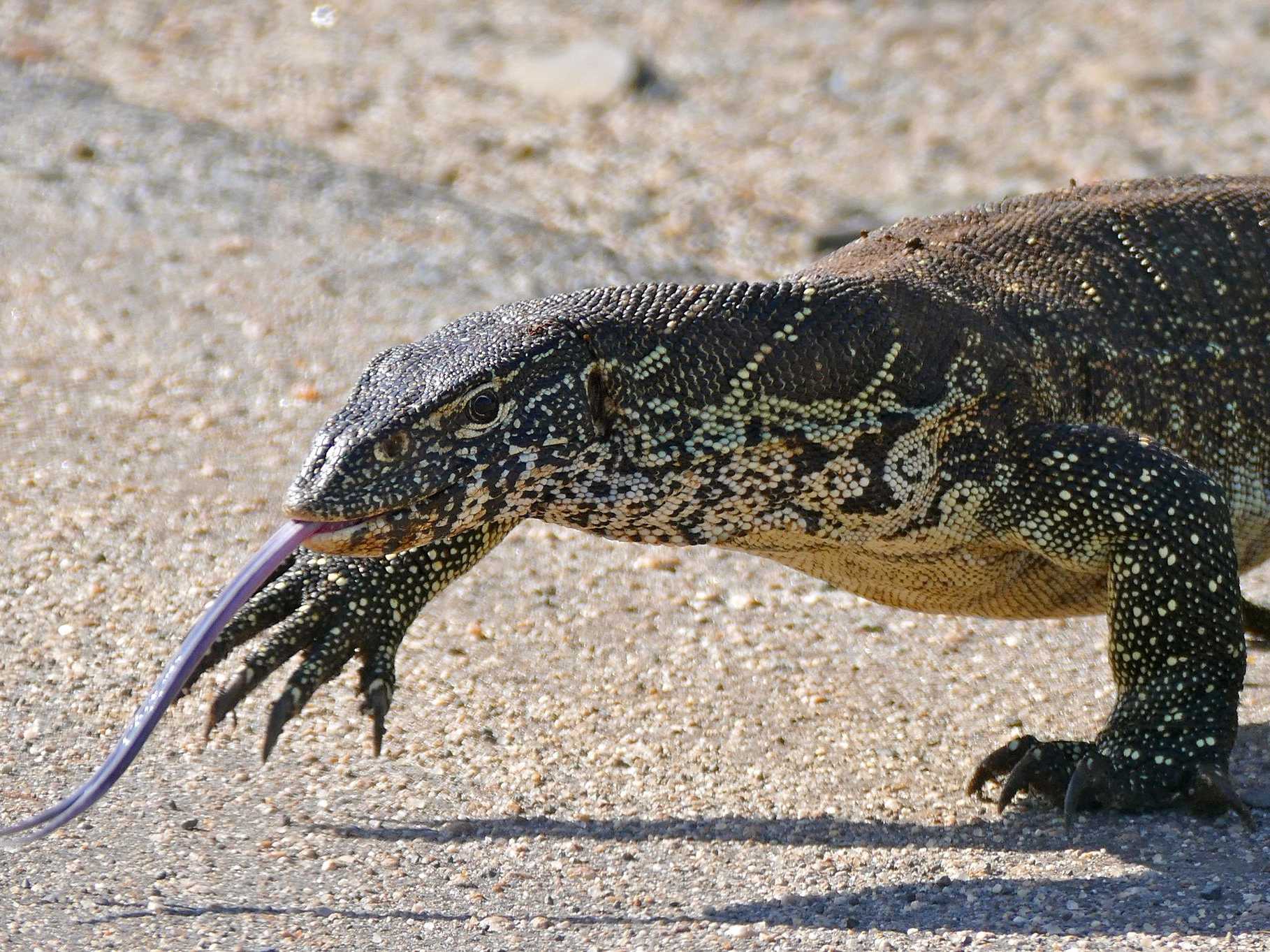 Nile Monitor Lizards invading Florida - Business Insider