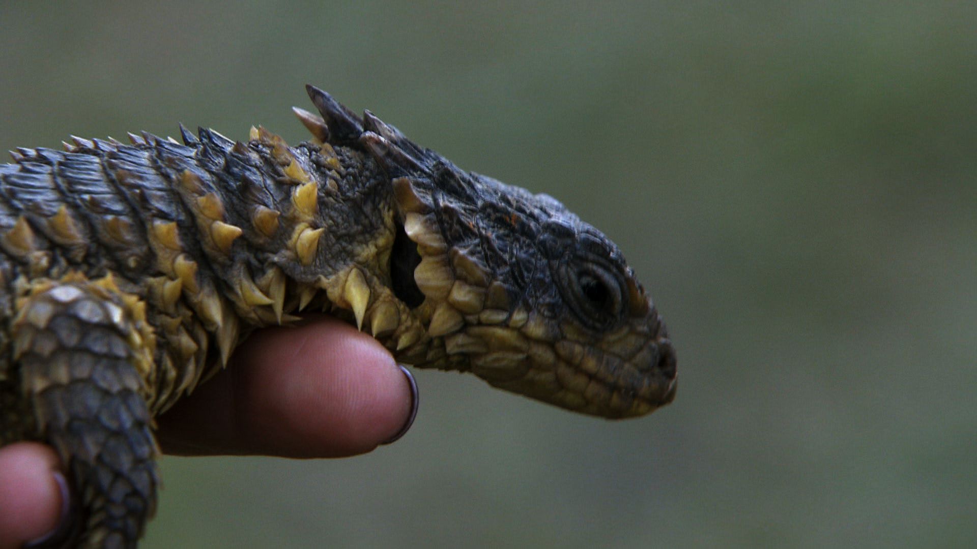 Sungazer Lizard - National Geographic Channel