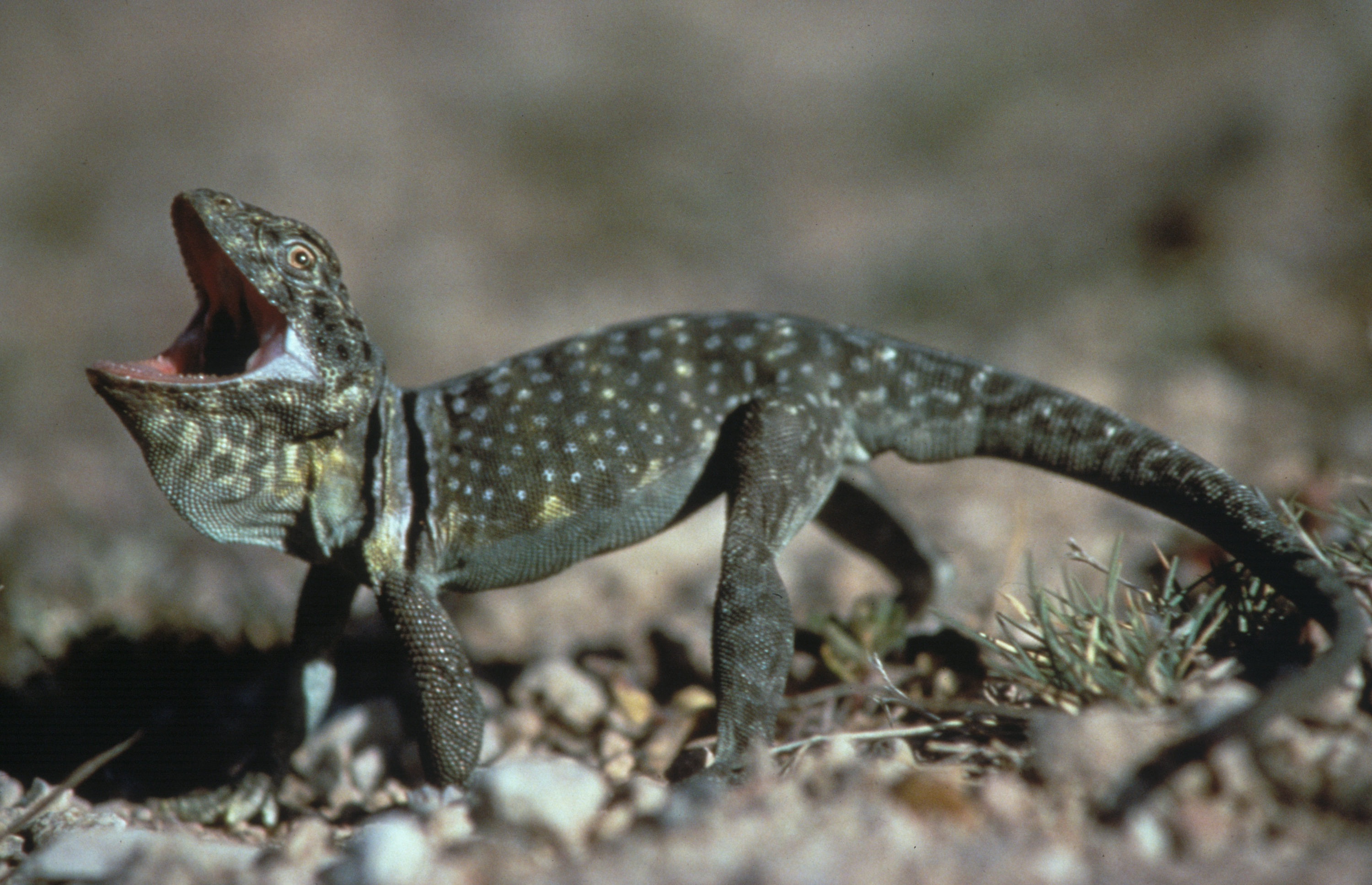 Collared Lizard Archives - Wild About Utah