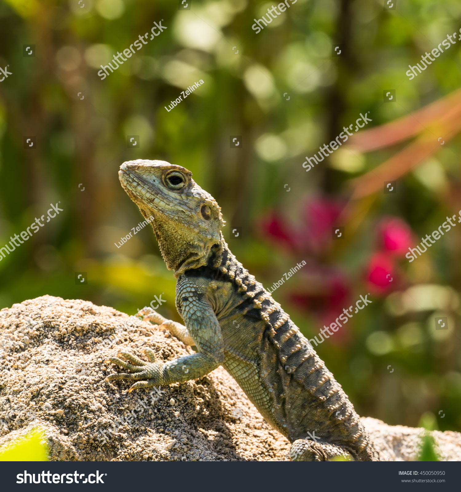 Wild Lizard On Rock Green Background Stock Photo (Royalty Free ...