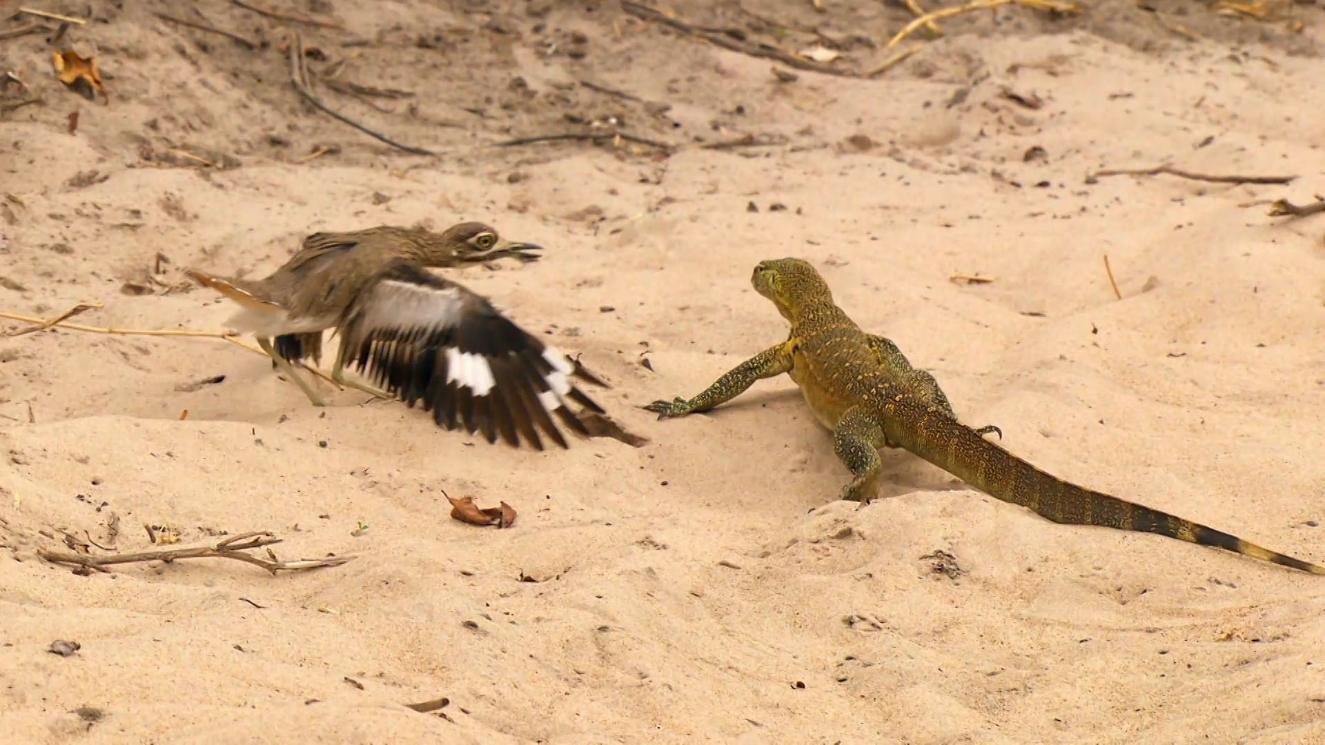 Bird vs. Lizard - Destination Wild Video - National Geographic Channel