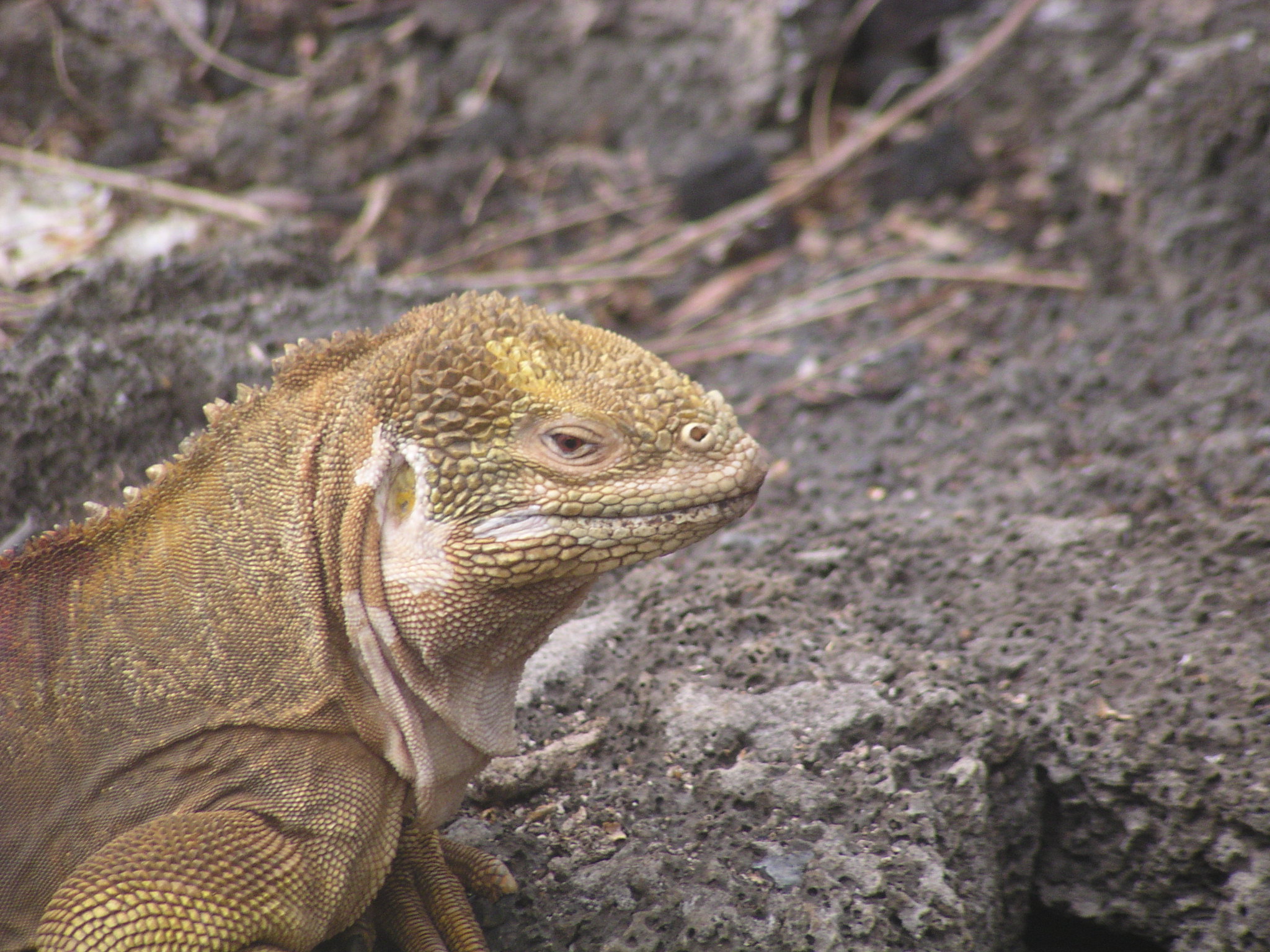 head of Wild lizard - open fotos | free open source photos, public ...