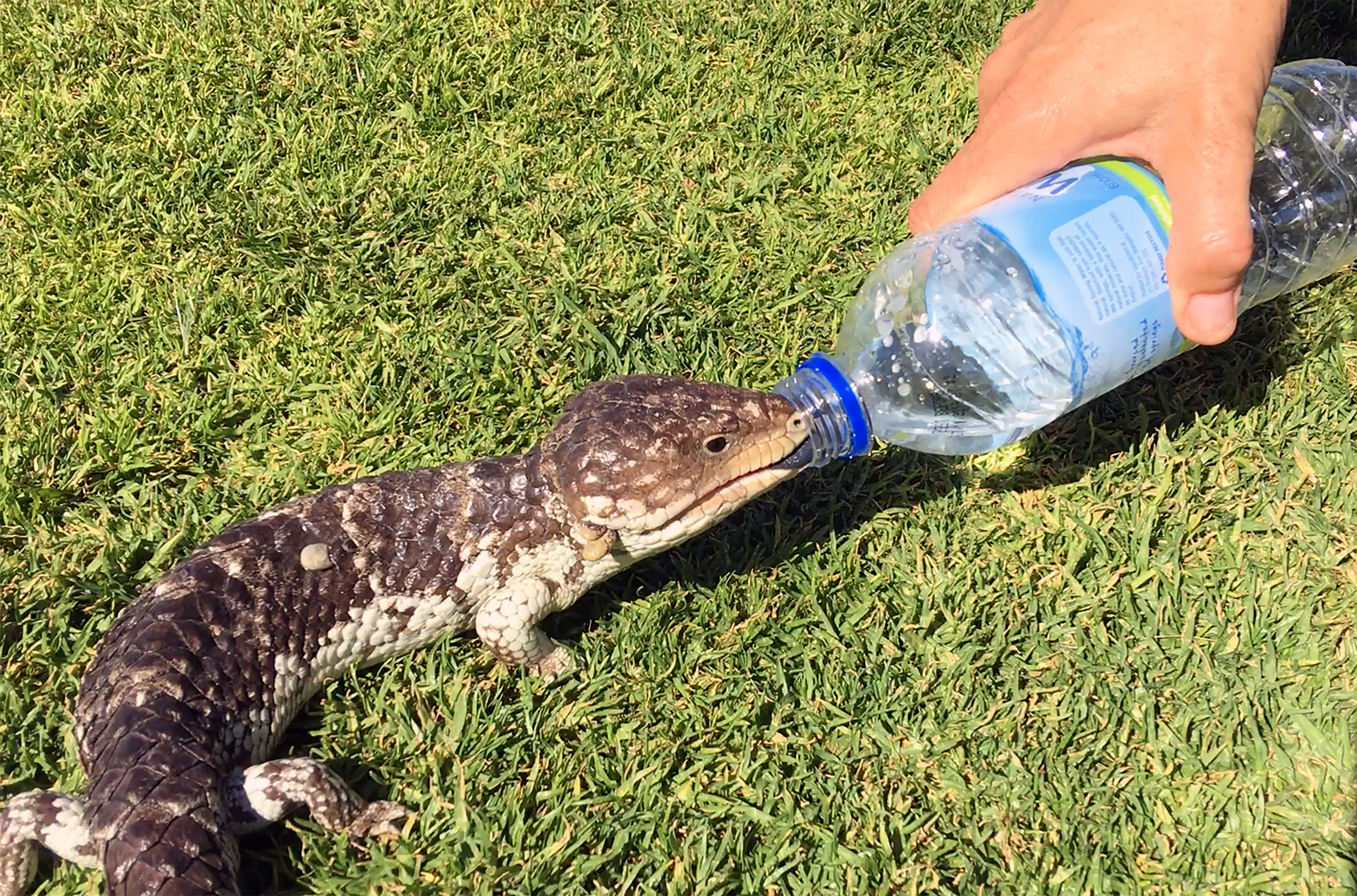 Wild lizards asking for water as parts of Austriala temperatures rise