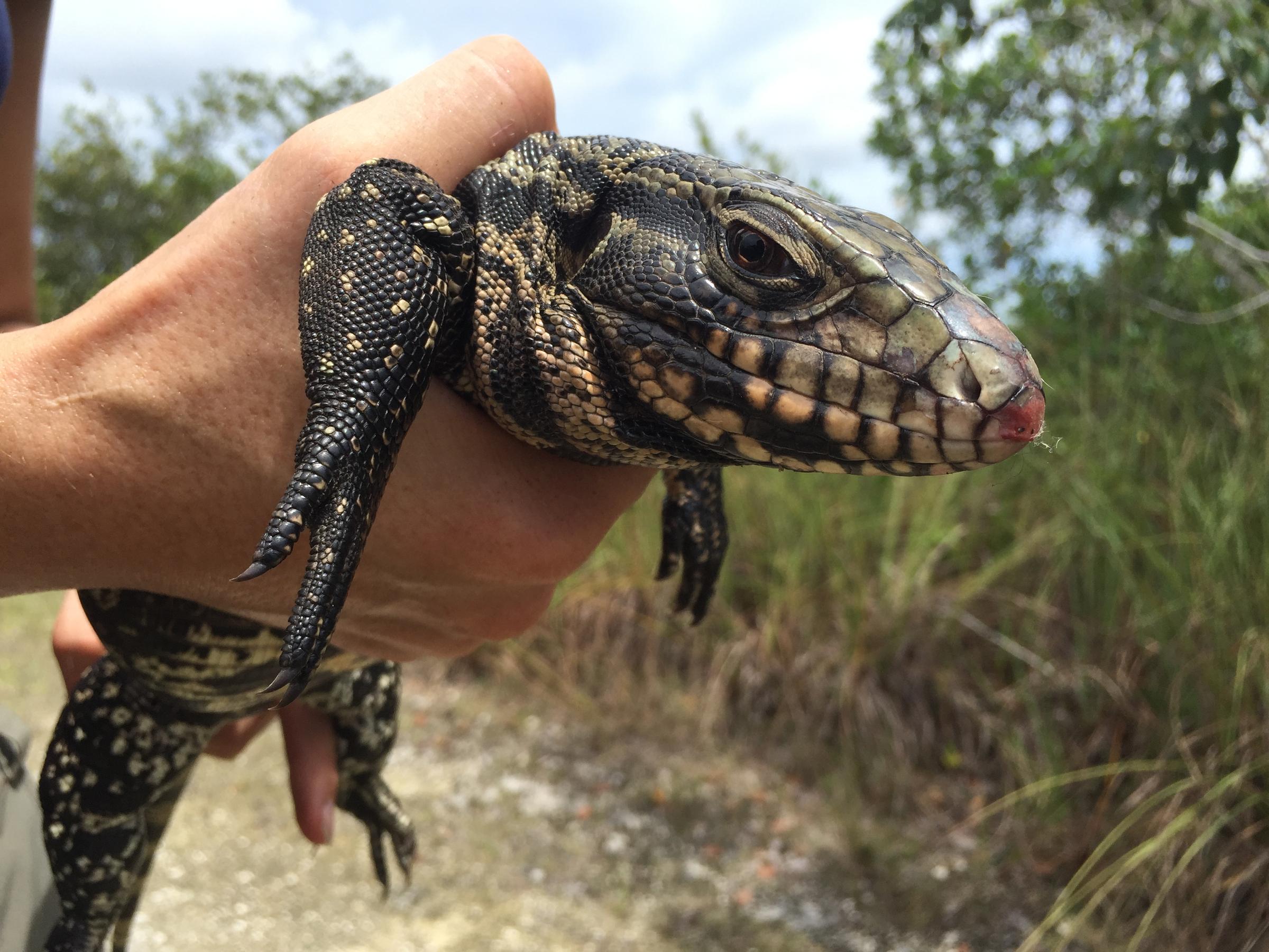 Biologists Remove Invasive Tegu Lizard, Threatening Florida's ...