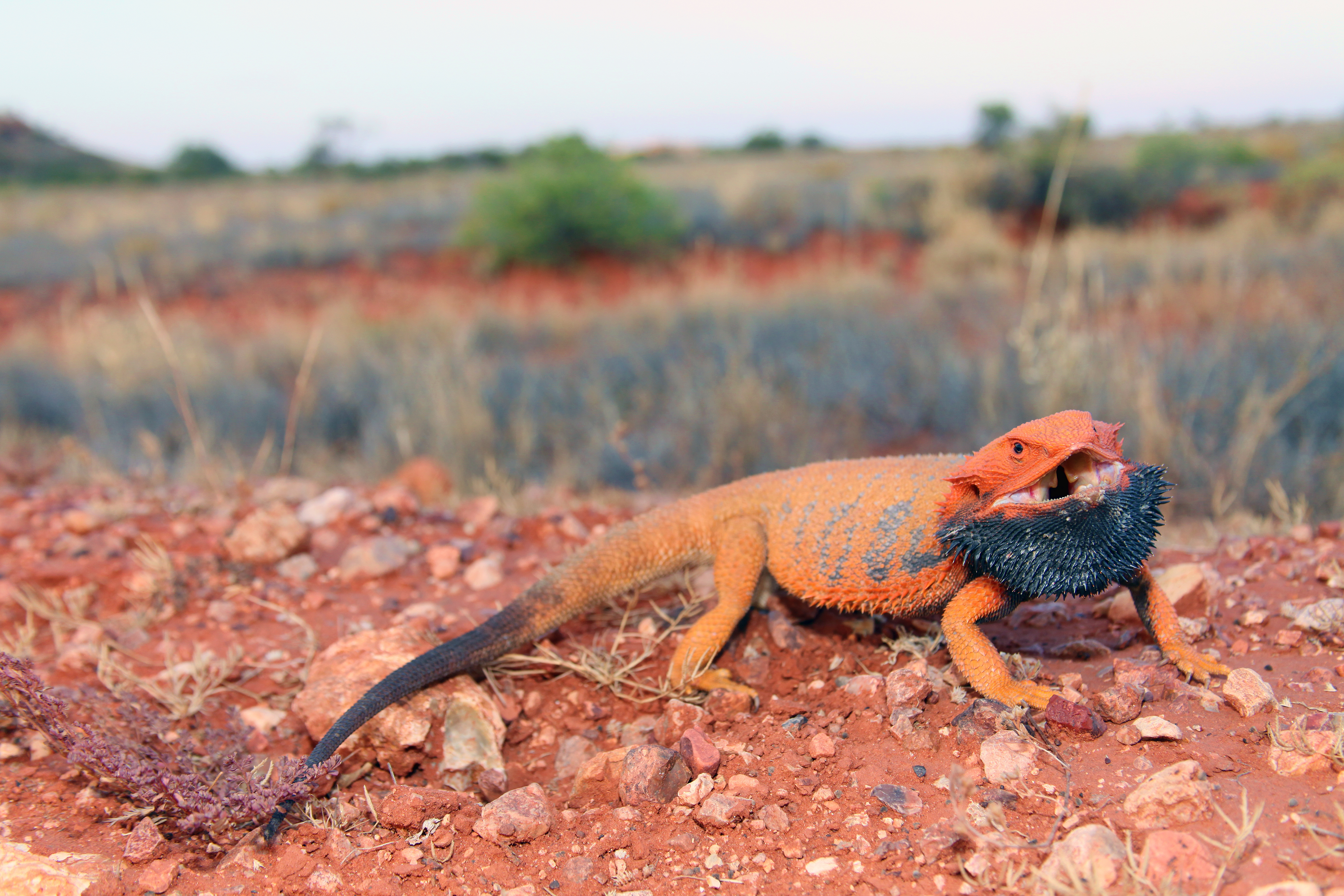Lizards and the language of colour change - Scientific American Blog ...