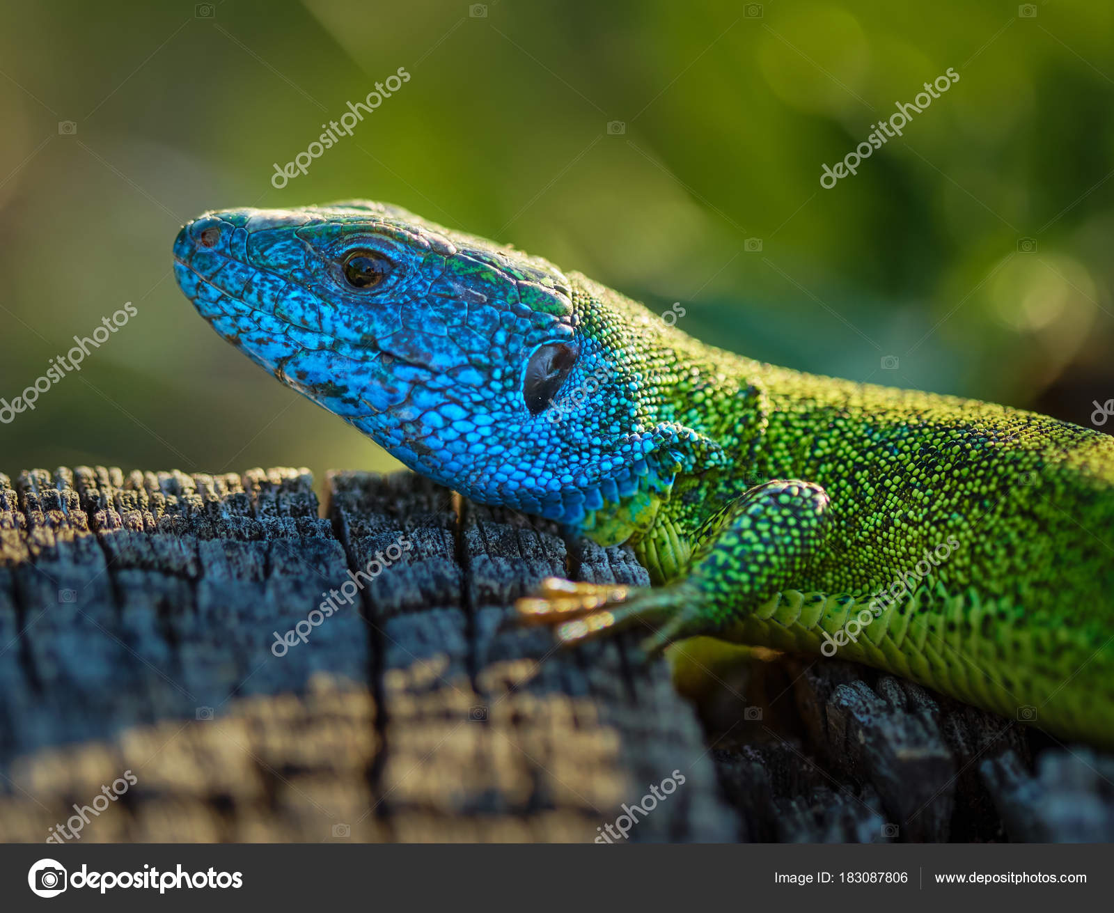 Closeup View Wild Emerald Lizard Stump — Stock Photo © Xalanx #183087806