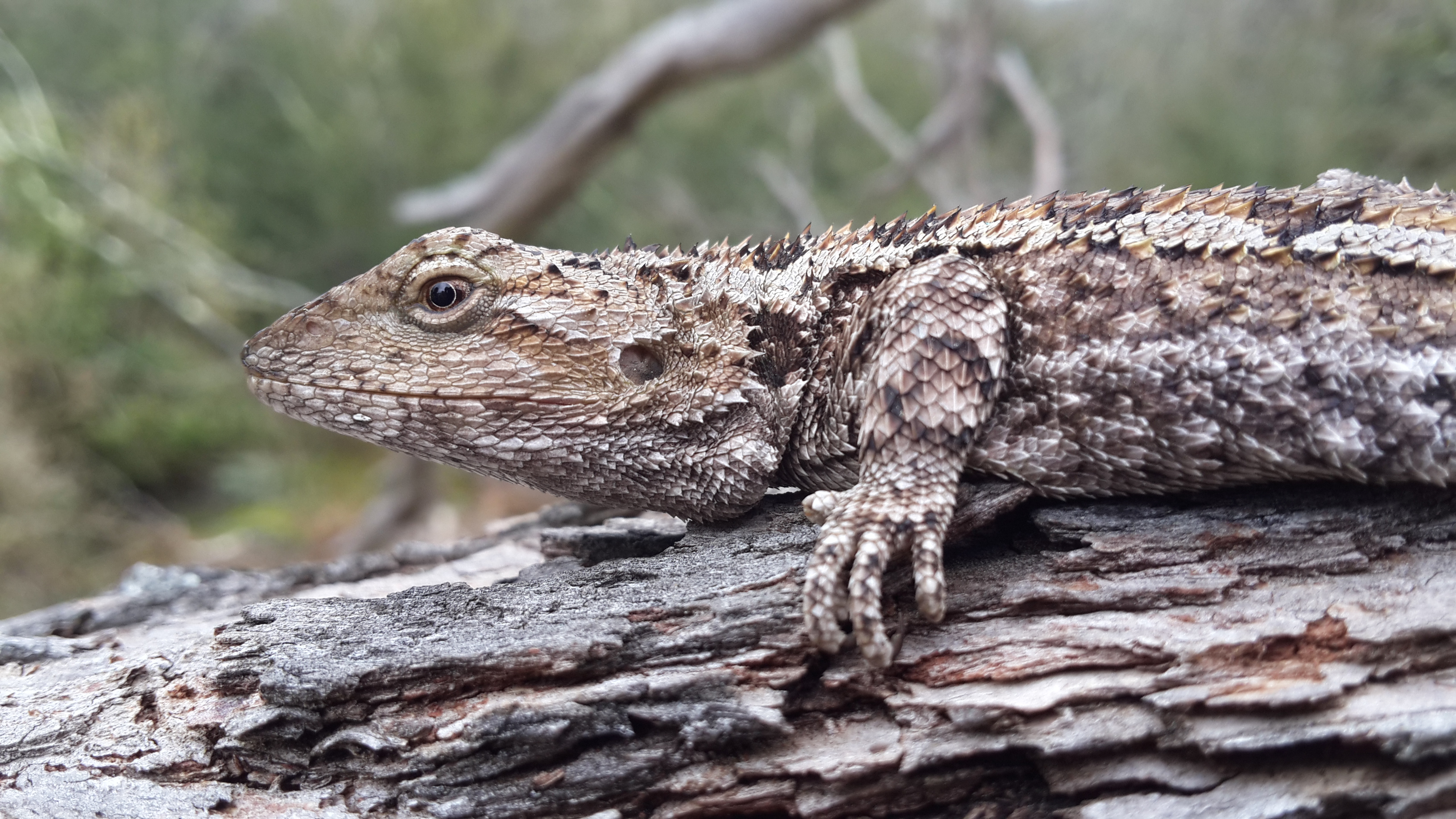 Gippsland's Reptiles Part 3- Dragons and Monitors | Wild South East