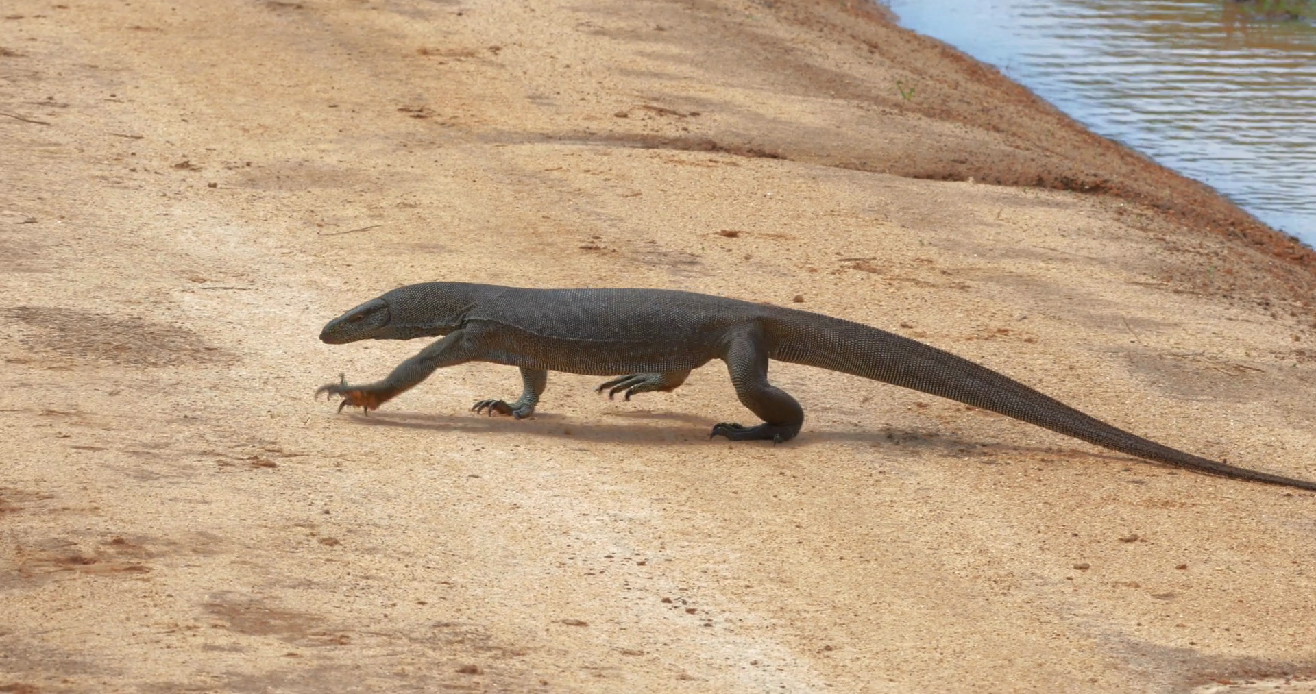Large wild Varan Monitor Lizard or Varanus Bengalensis in Yala park ...