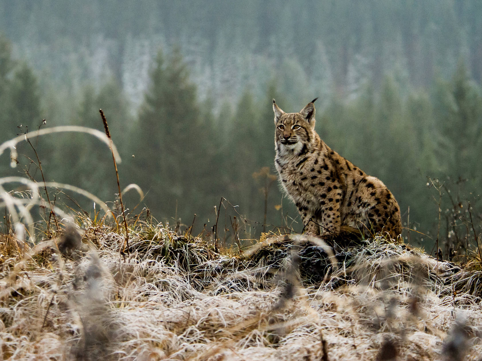 Wild lynx killed in Wales after it escaped from a zoo - Business Insider