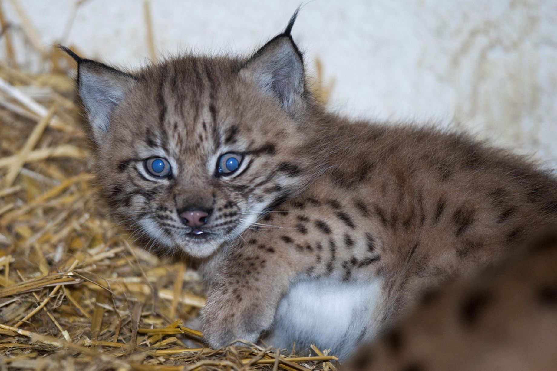 Wild lynx to be reintroduced to UK - Mirror Online