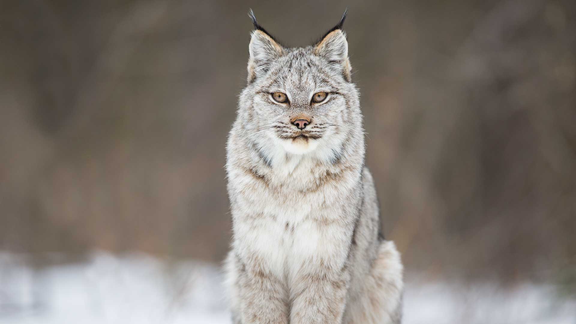 A Wild Canadian Lynx And A Cameraman Develop An Amazing Relationship ...