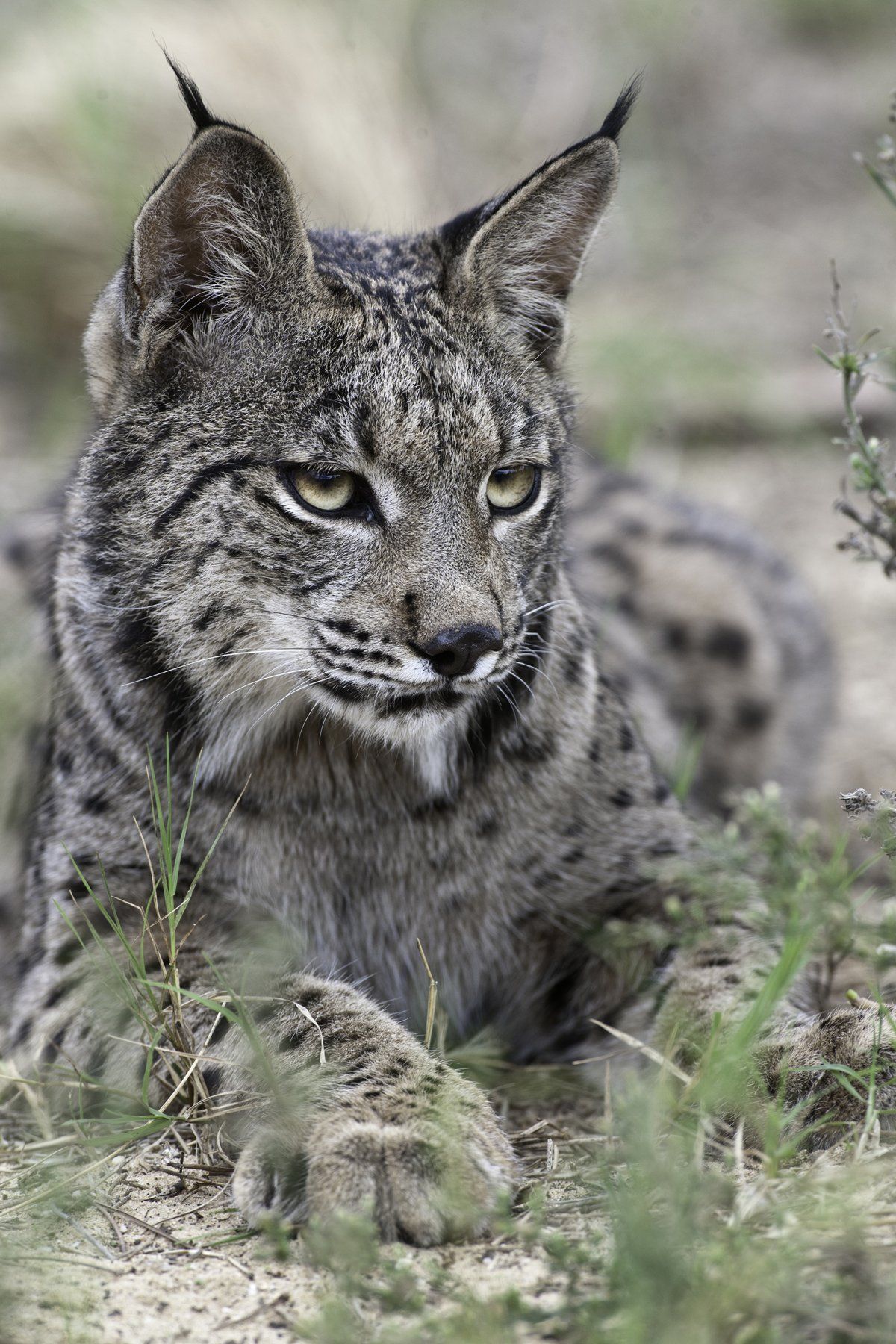 Say Goodbye To The Iberian Lynx | Lynx, Cat and Extinct