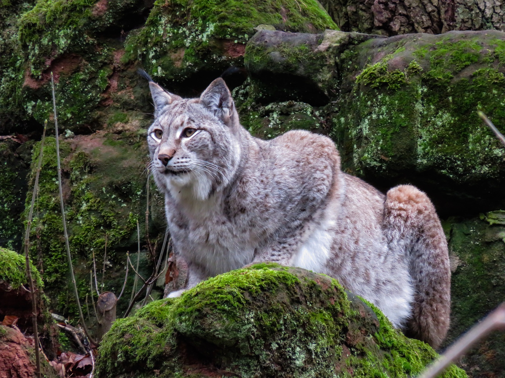 Wild lynx photo