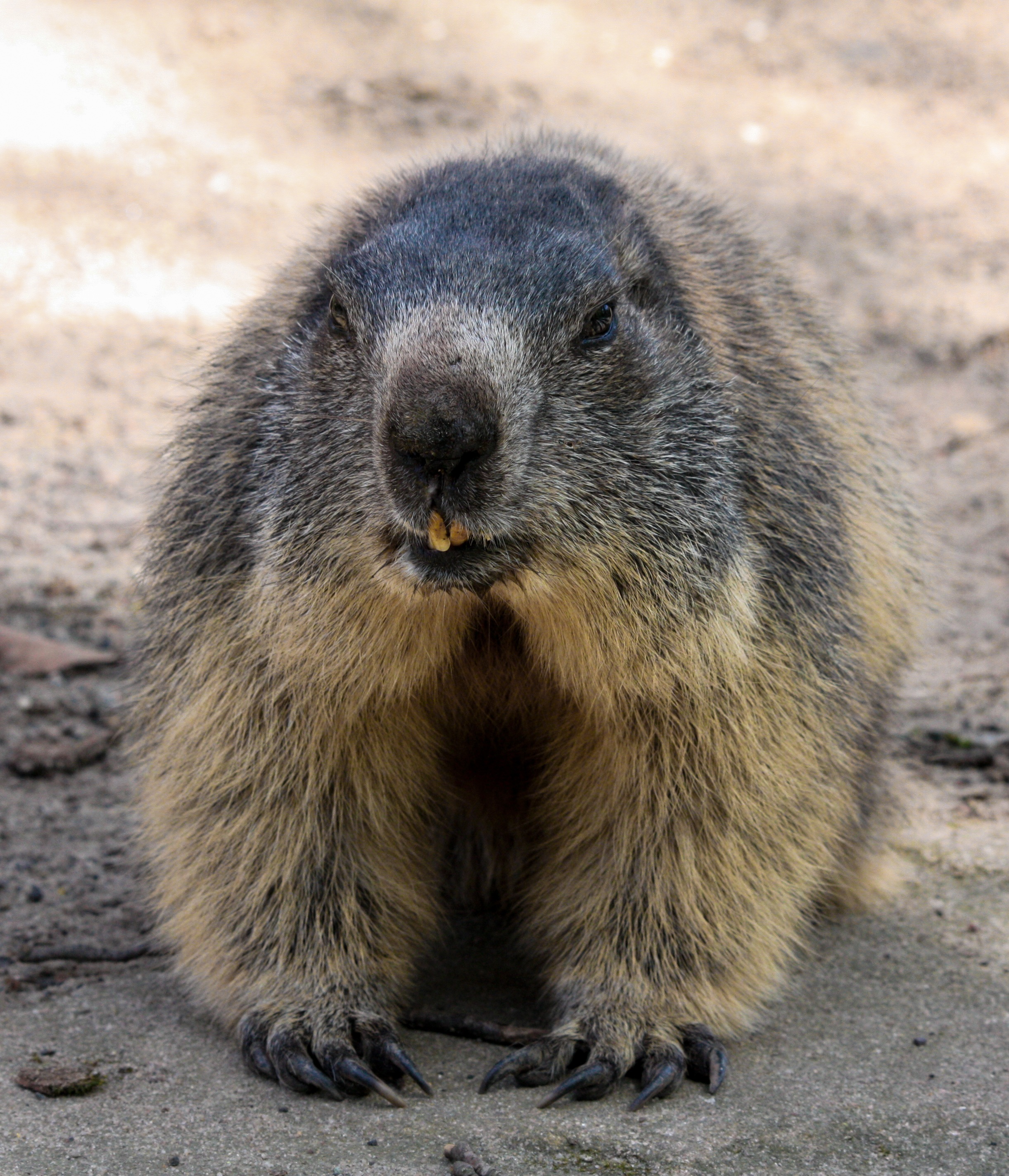 Wild marmot photo