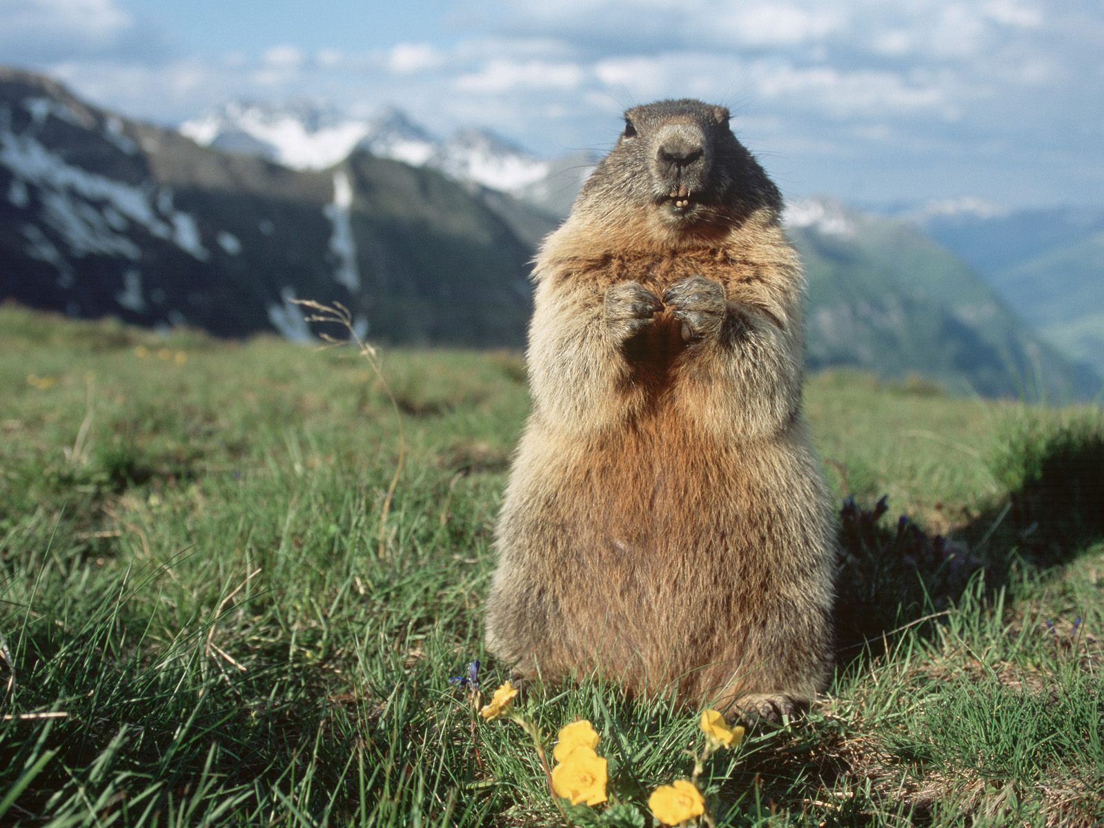 Marmots and Their Orchestral Rationale | Animal, Australia animals ...