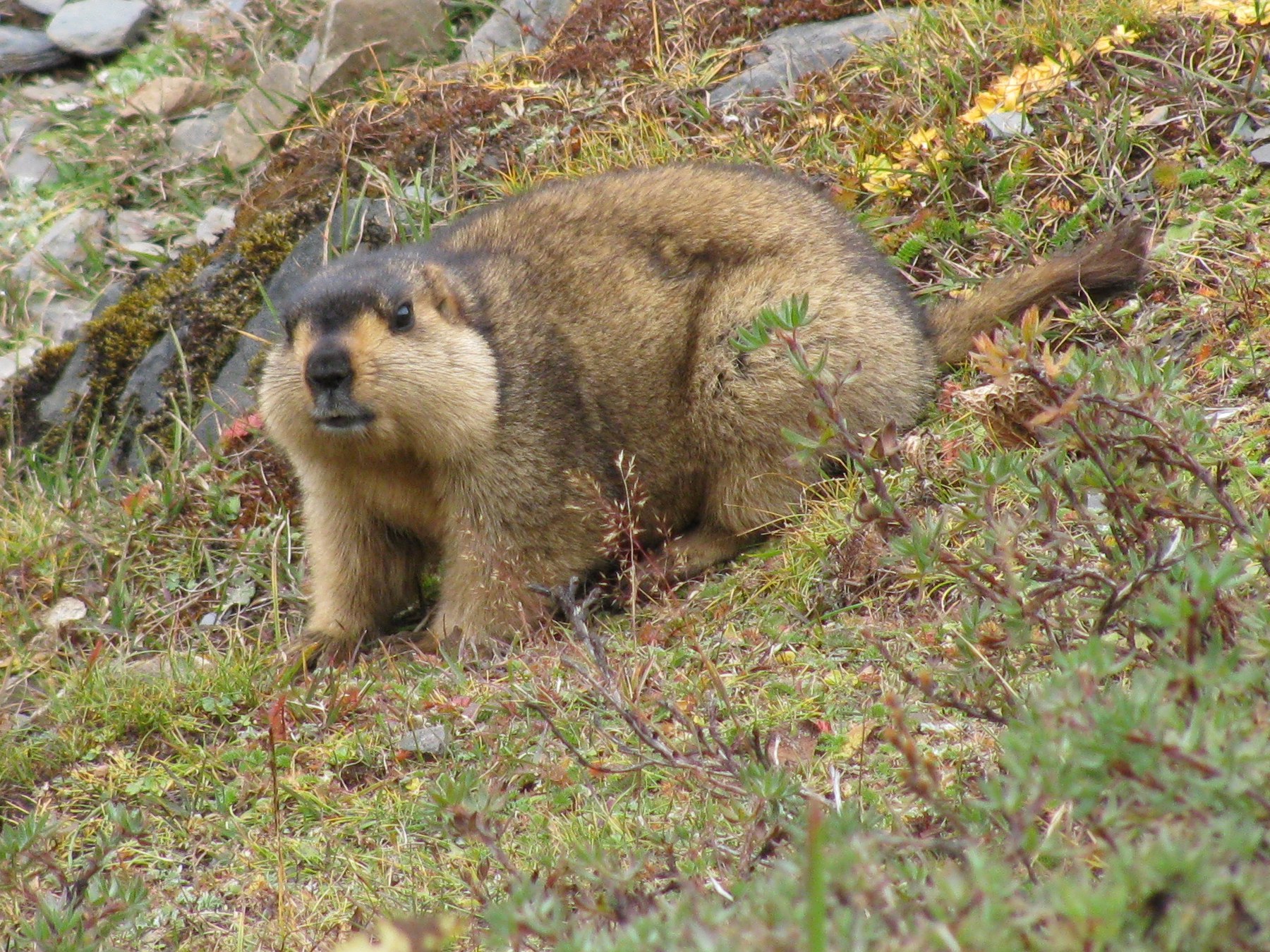File:Himalayan Marmot at Tshophu Lake Bhutan 091007 b.jpg ...