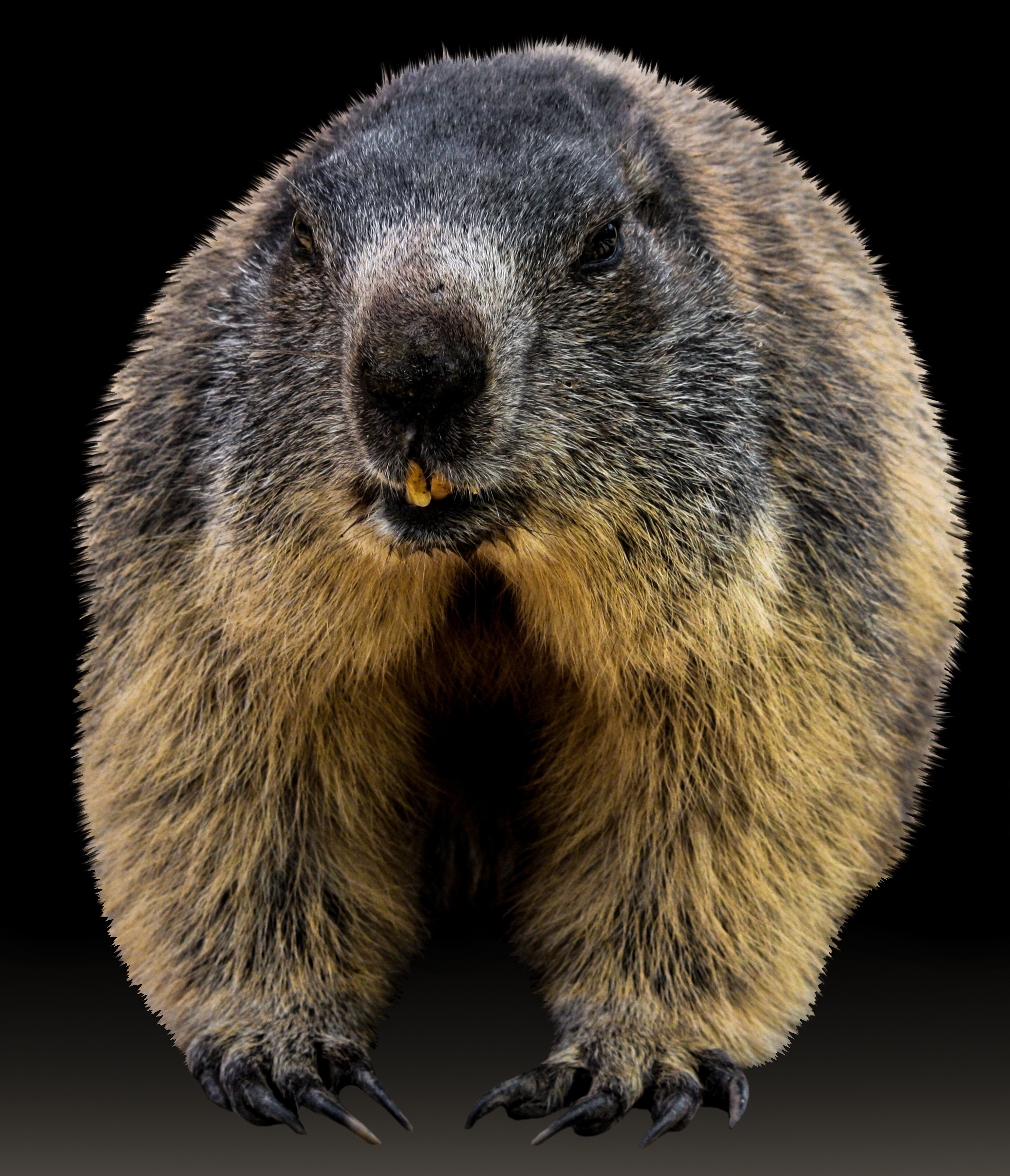 Wild marmot photo