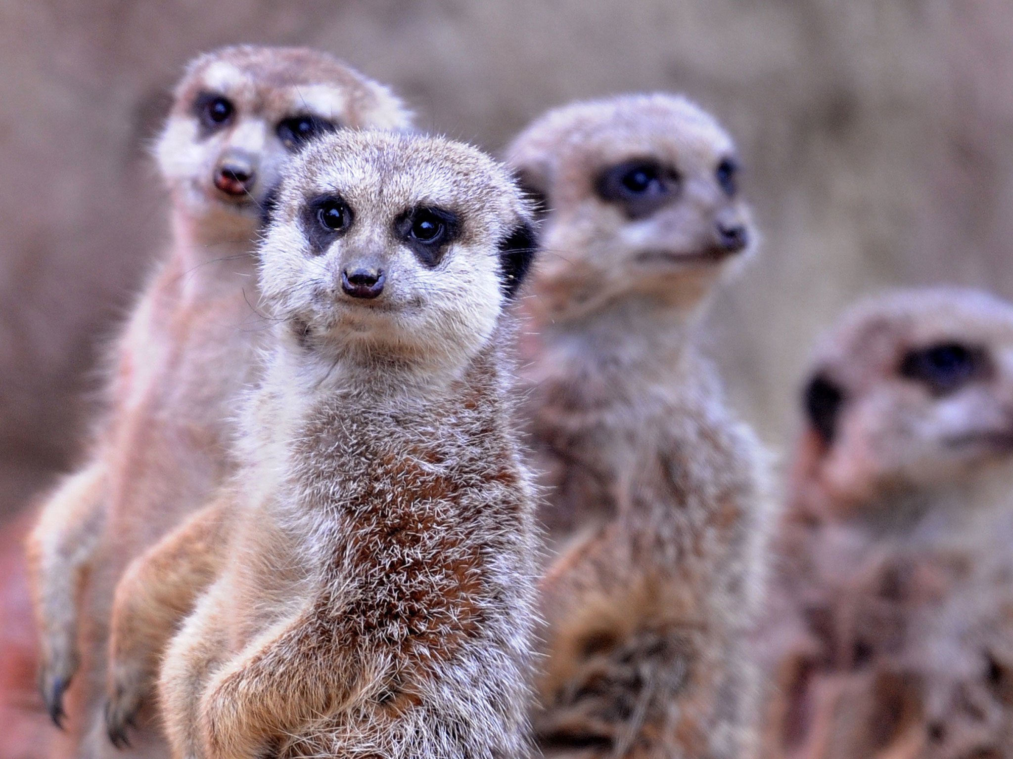 Meerkats revealed as most murderous mammal known to science | The ...