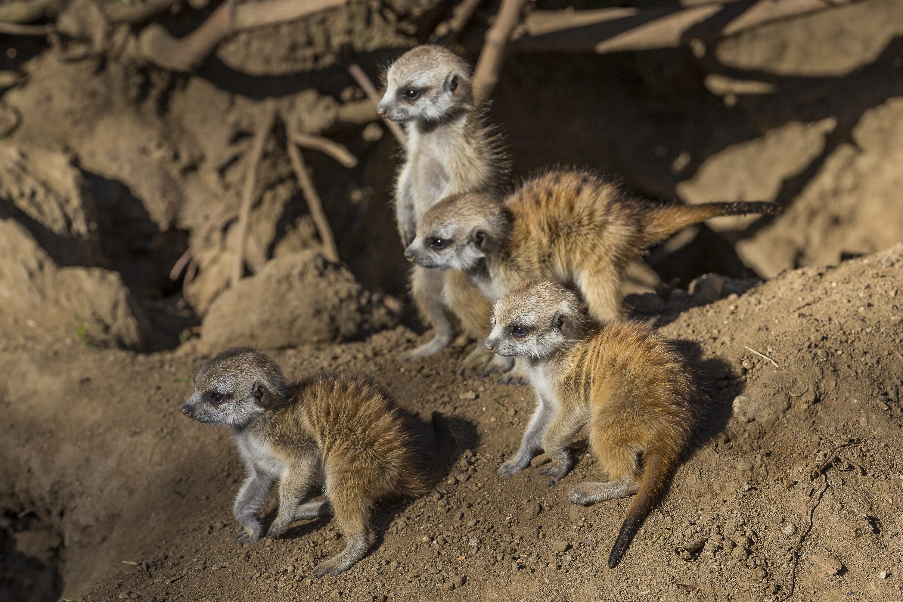 Meerkat Pups Unveiled at San Diego Zoo - Times of San Diego