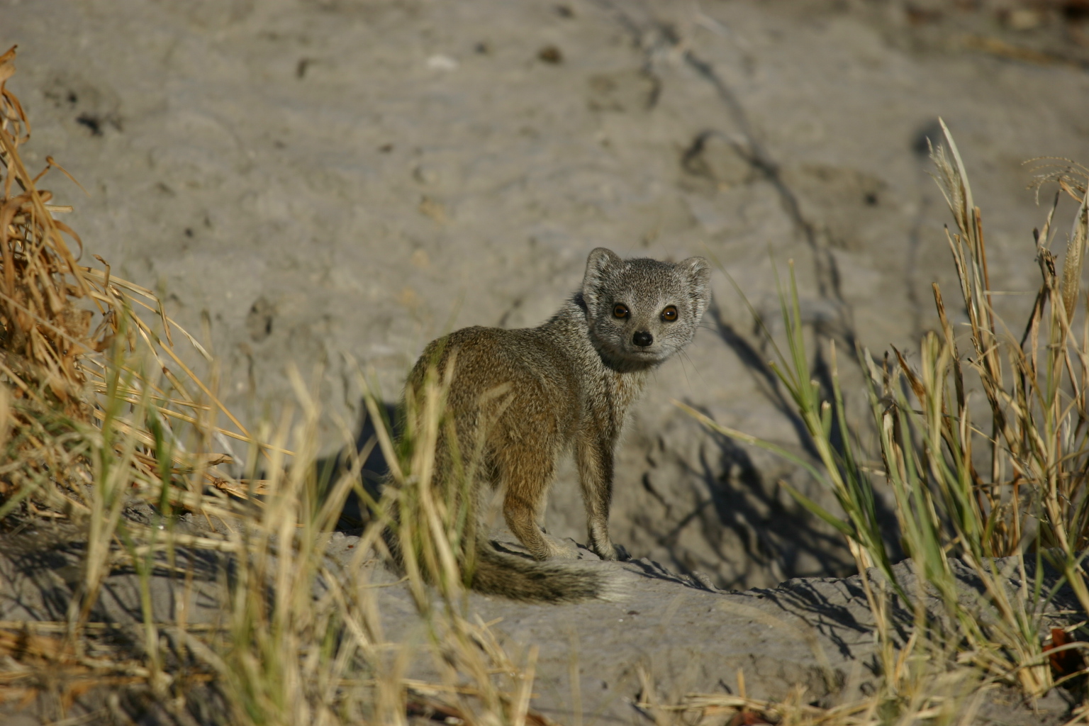 Wild Meerkat, Animal, Jungle, Meerkat, Nature, HQ Photo