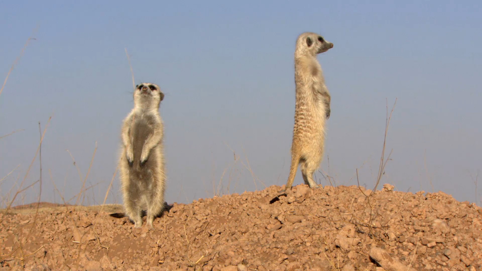 Meerkat vs. Jackal - Destination Wild Video - National Geographic ...
