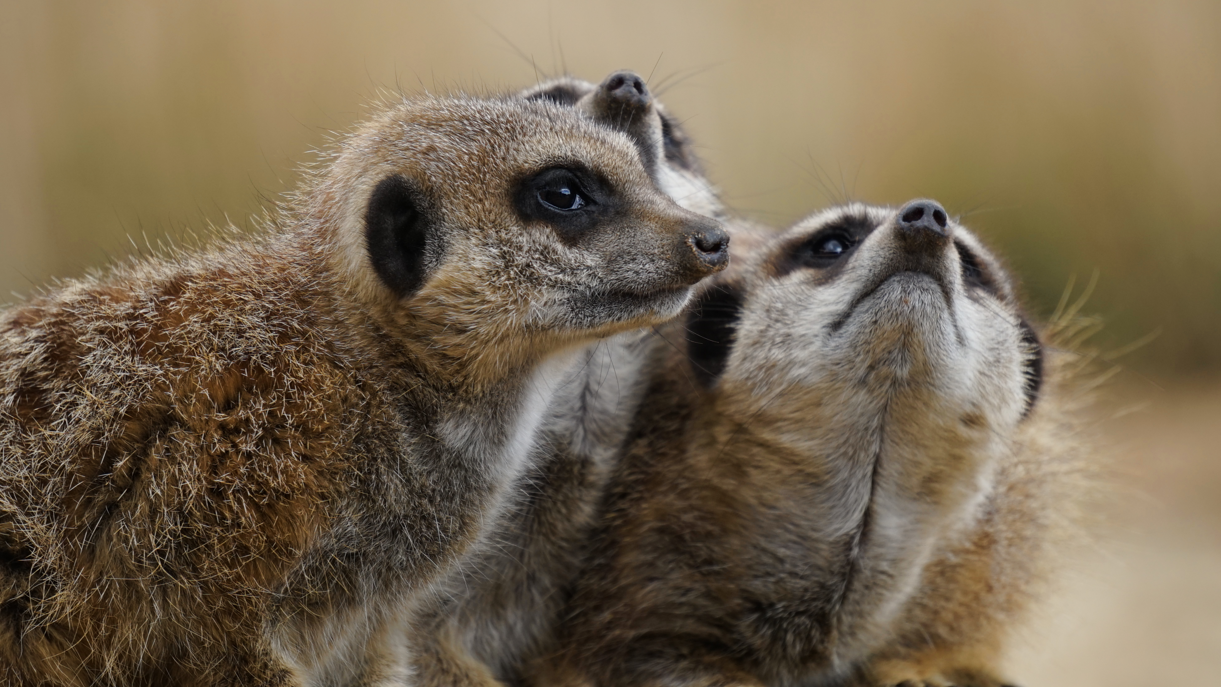 Free Images : wildlife, mammal, fauna, close up, whiskers, raccoon ...