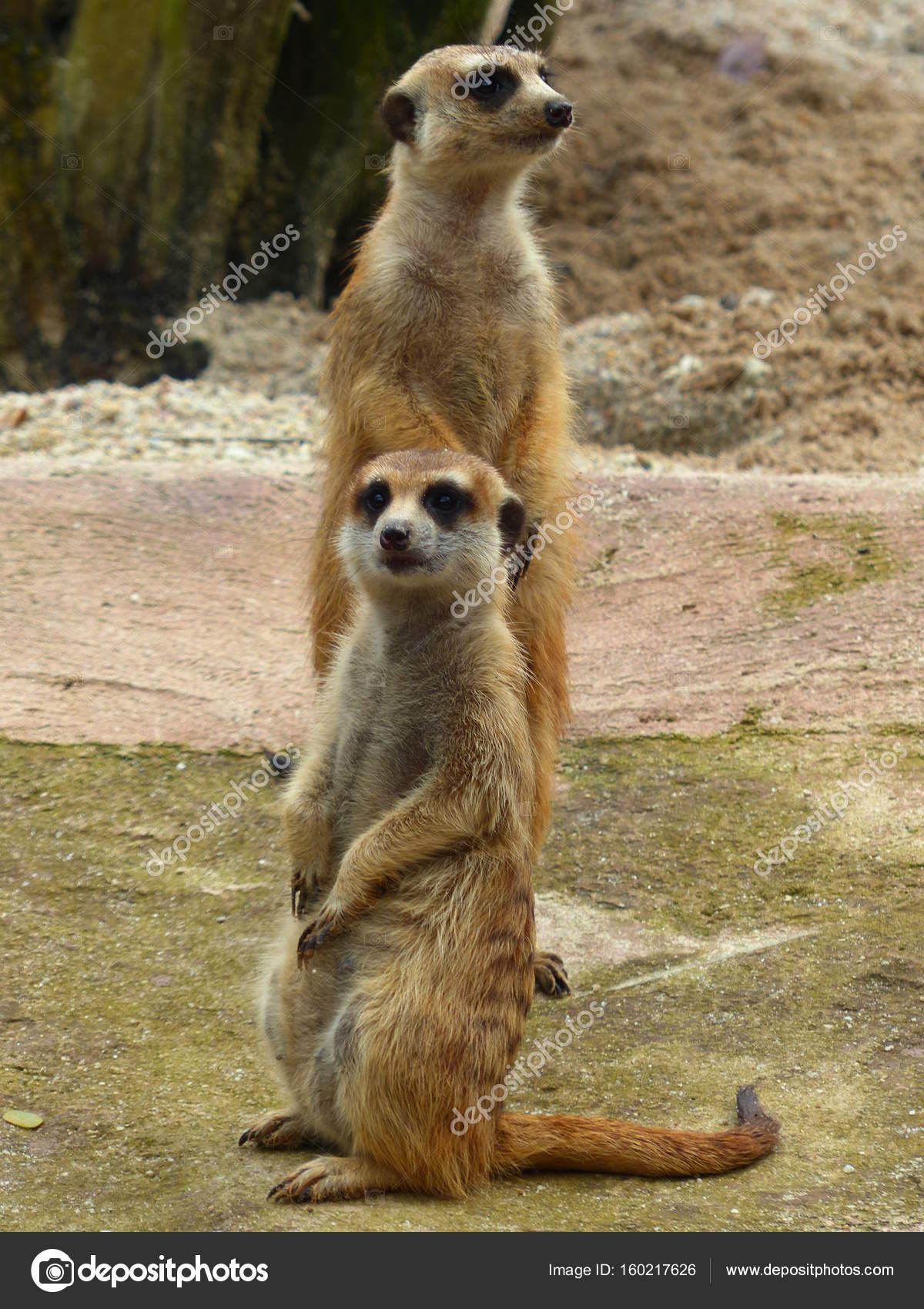 Charming meerkats in the wild — Stock Photo © SLAVIANIN #160217626