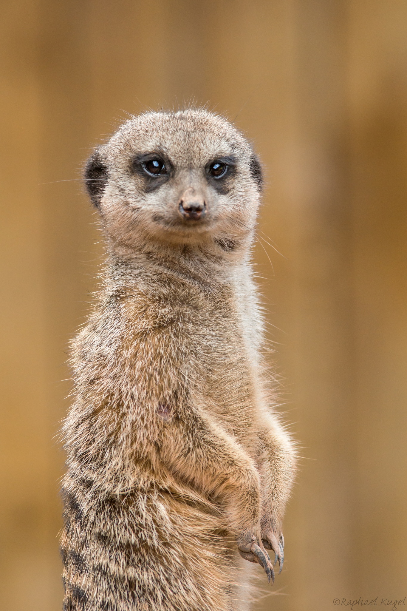 Meerkat by Raphael Kugel on 500px #animal #meerkat #photography | My ...