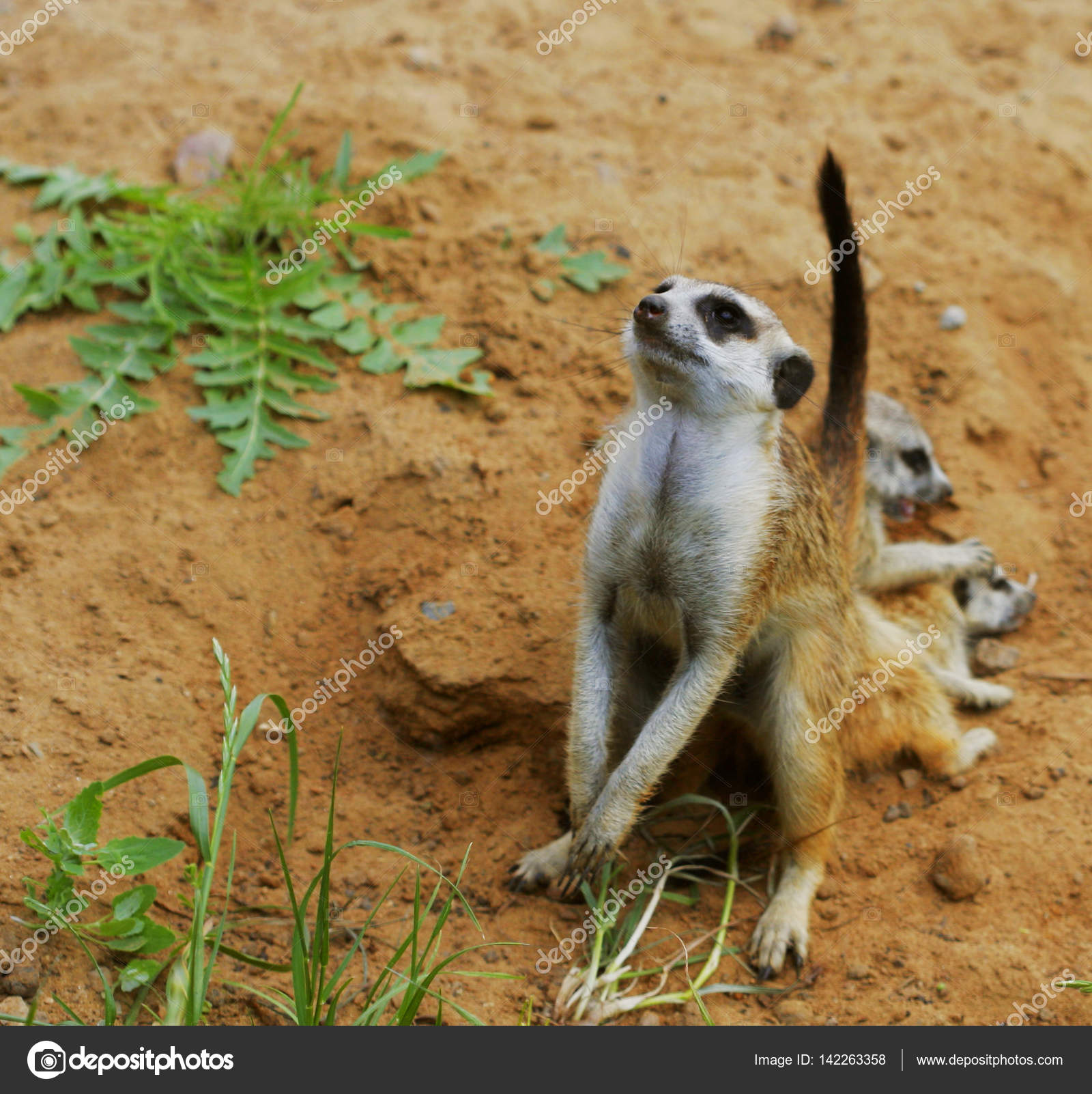 Watching little wild suricate meerkat — Stock Photo © kanareva ...